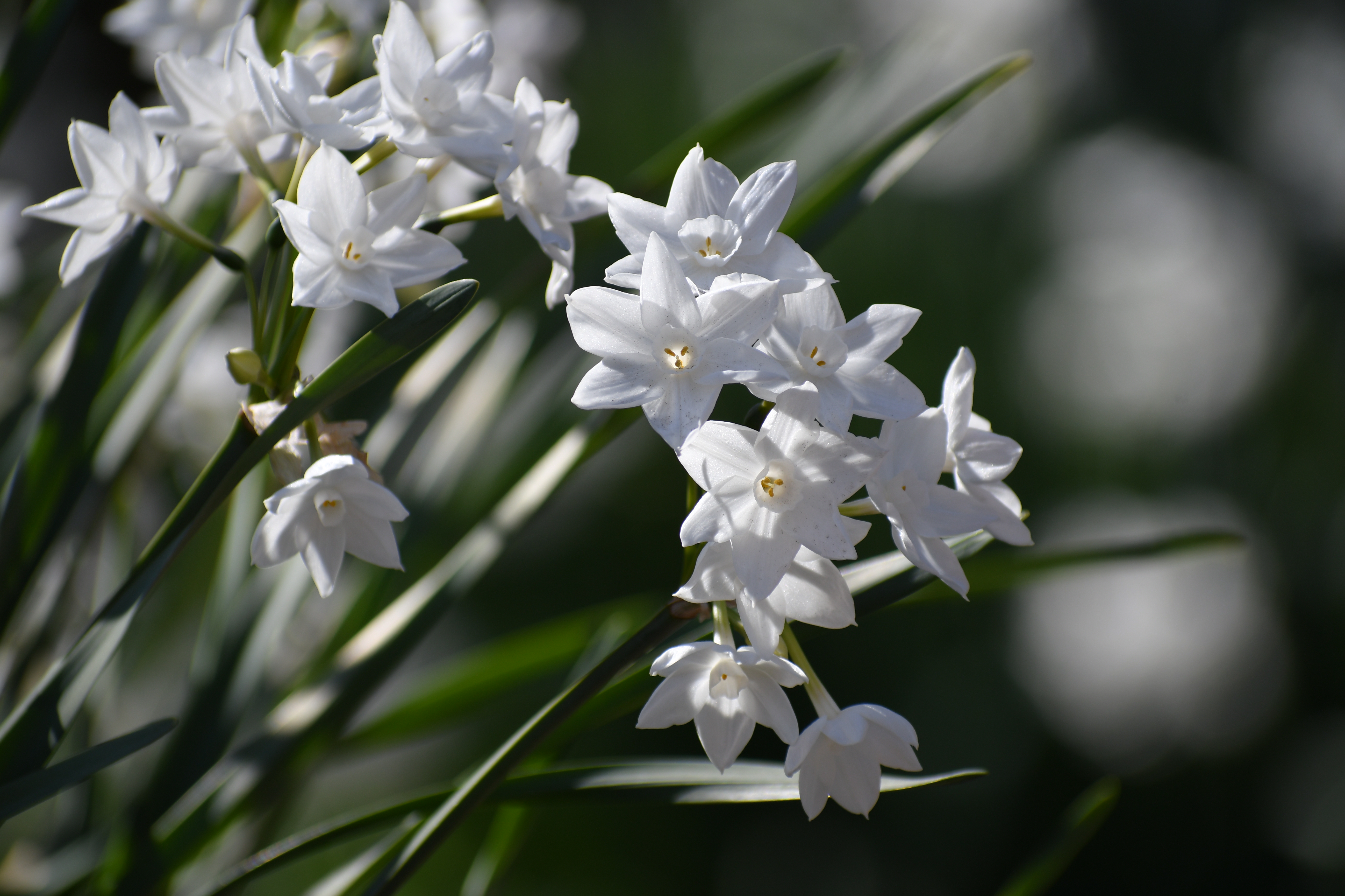 D500 / 1/500秒 / F6.3 / -0.3EV / ISO125 / 絞り優先AE / 270mm