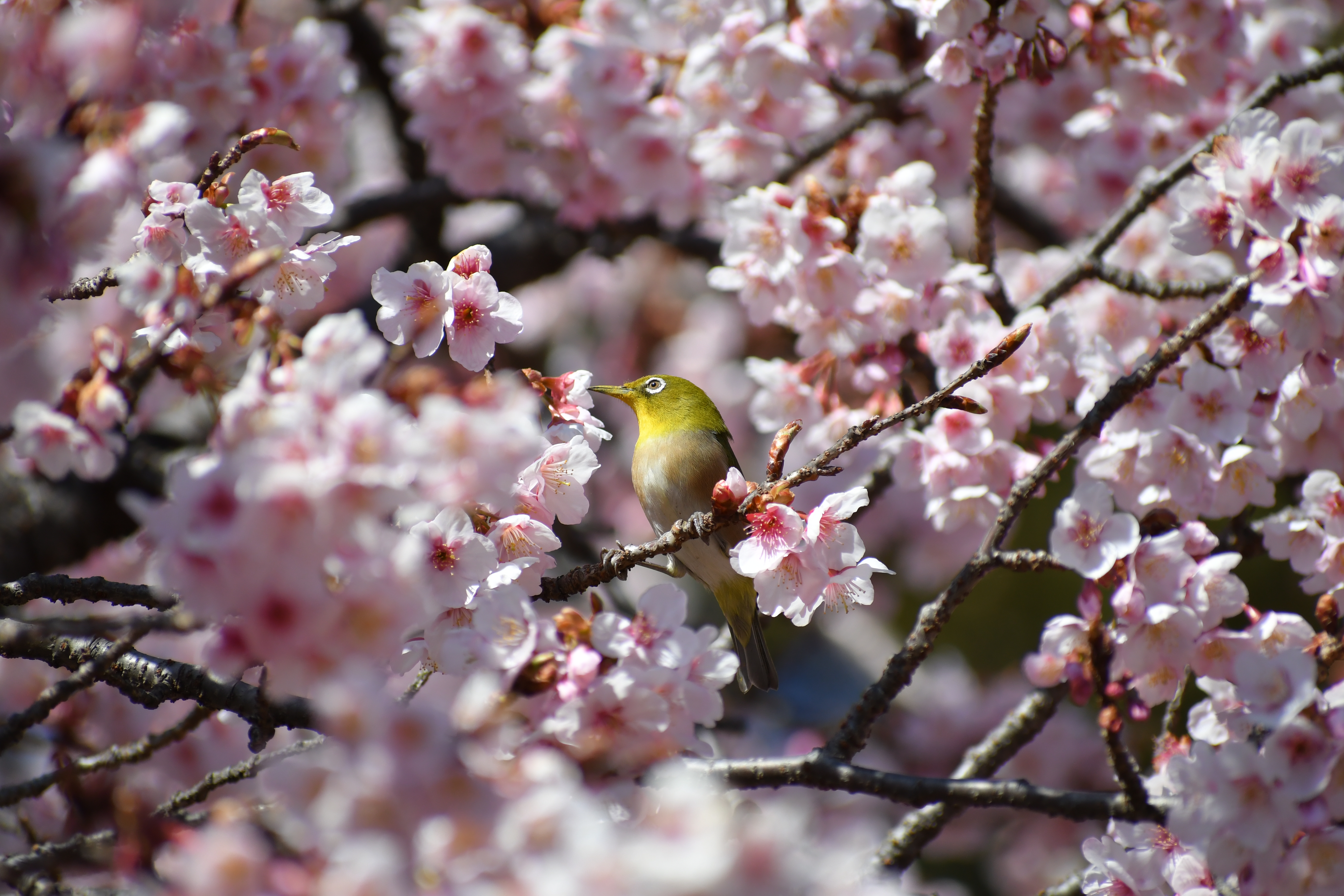 D500 / 1/1,600秒 / F6.3 / +0.3EV / ISO400 / シャッター優先AE / 300mm
