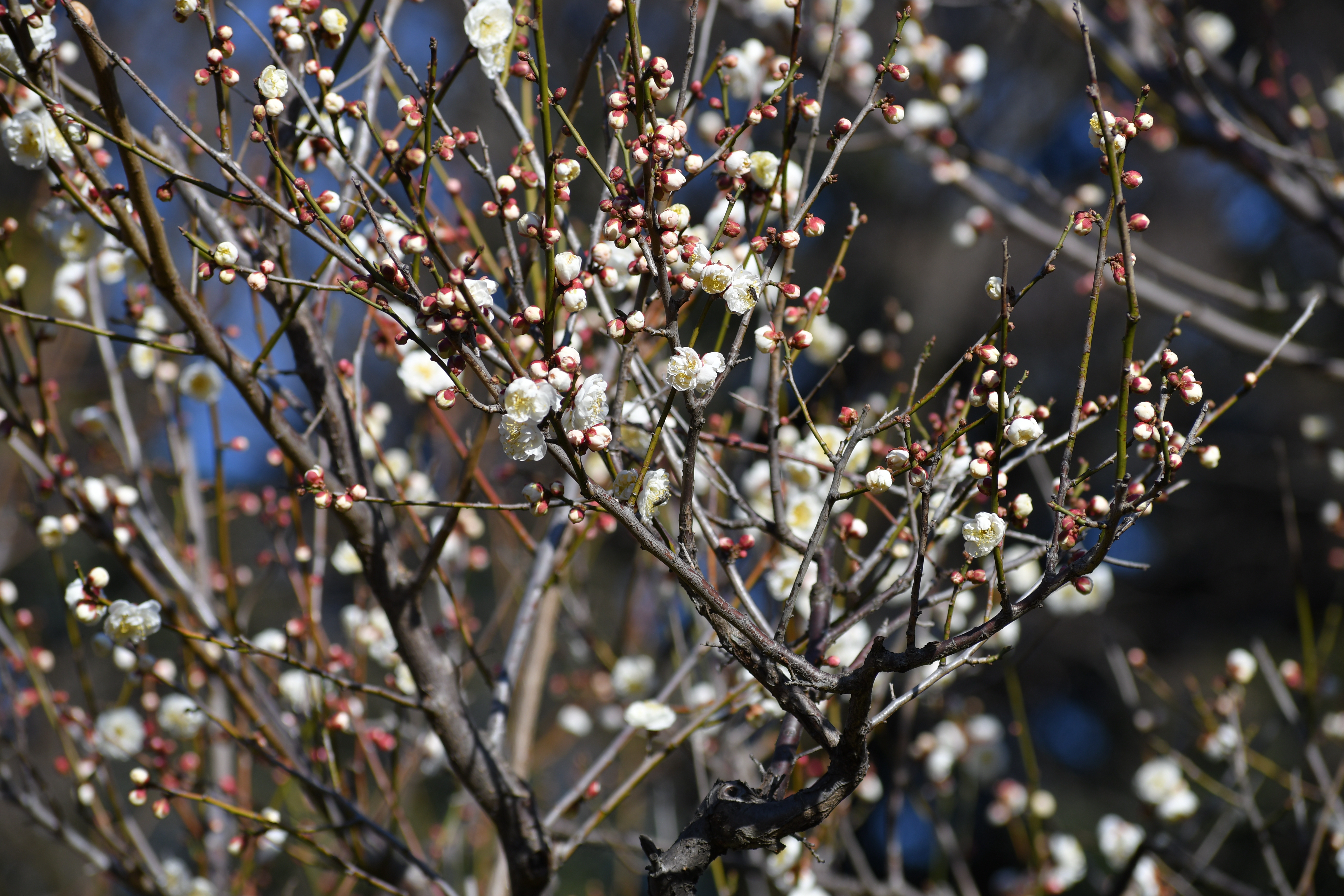 D500 / 1/640秒 / F6.3 / -0.7EV / ISO100 / 絞り優先AE / 150mm