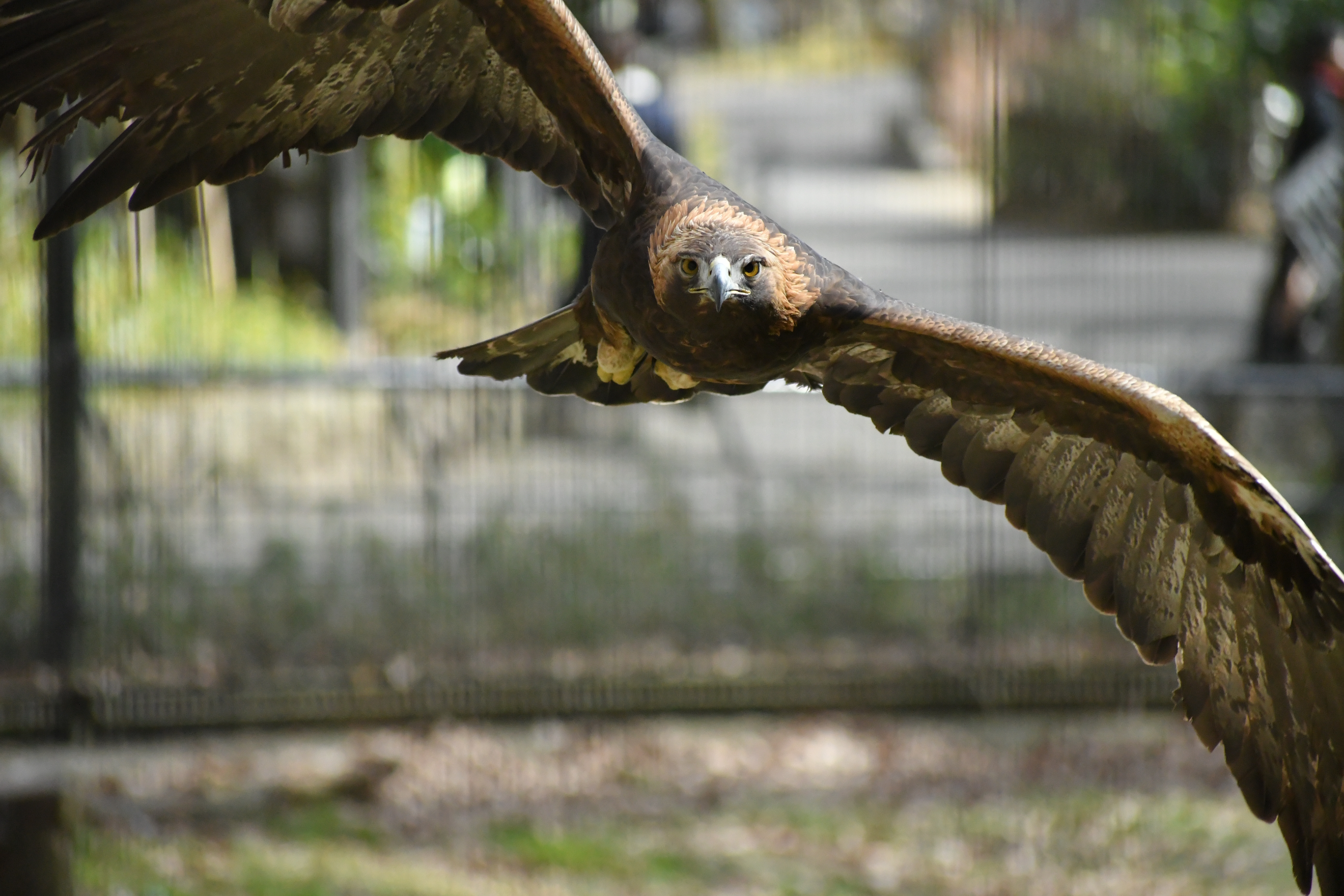 D500 / 1/4,000秒 / F5.6 / +0.3EV / ISO4000 / シャッター優先AE / 230mm（多摩動物公園で撮影）