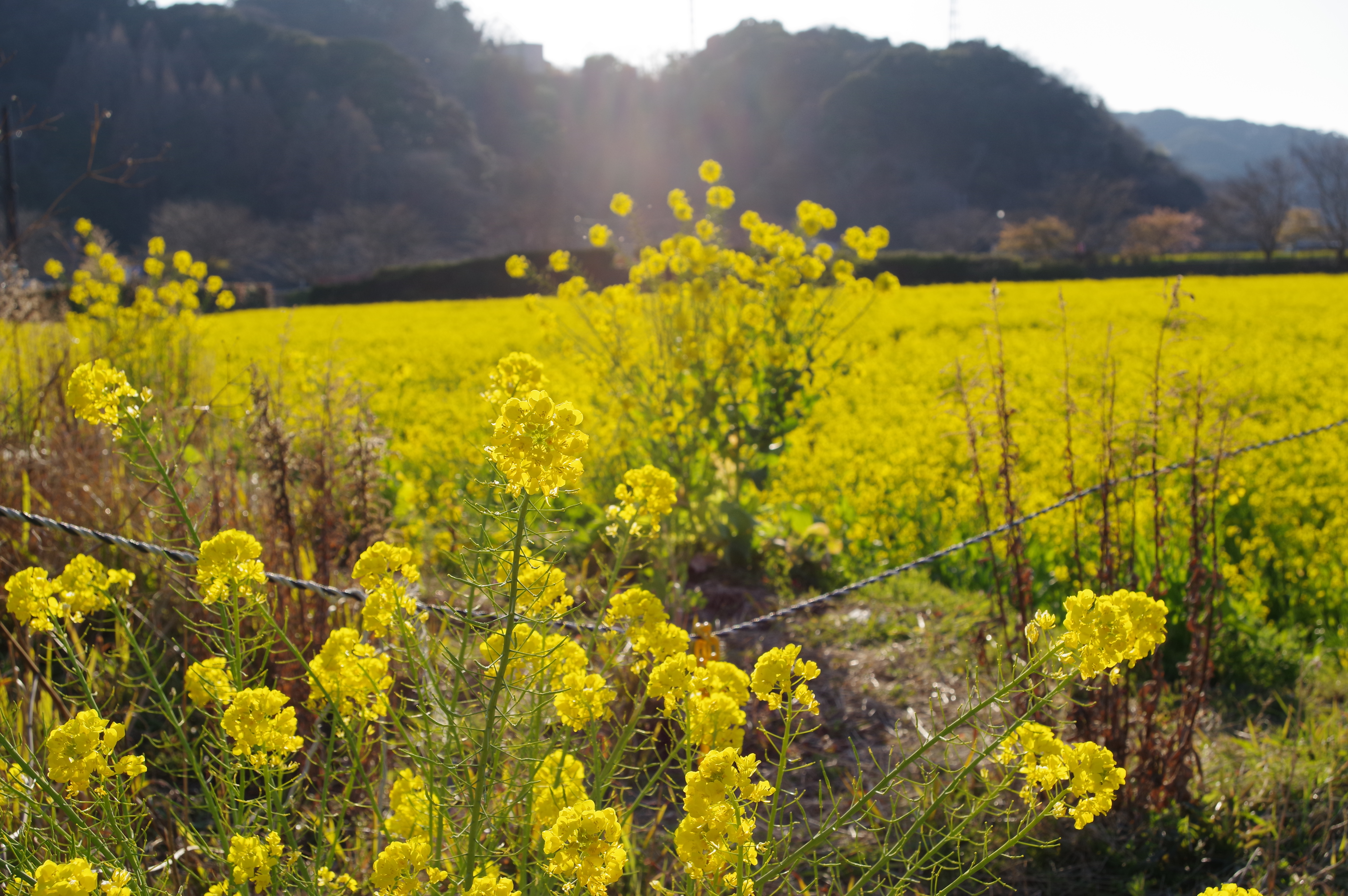 HD PENTAX-DA 20-40mmF2.8-4ED Limited DC WR / 1/320秒 / F8 / ISO100 / シーンアナライズオート / 33mm