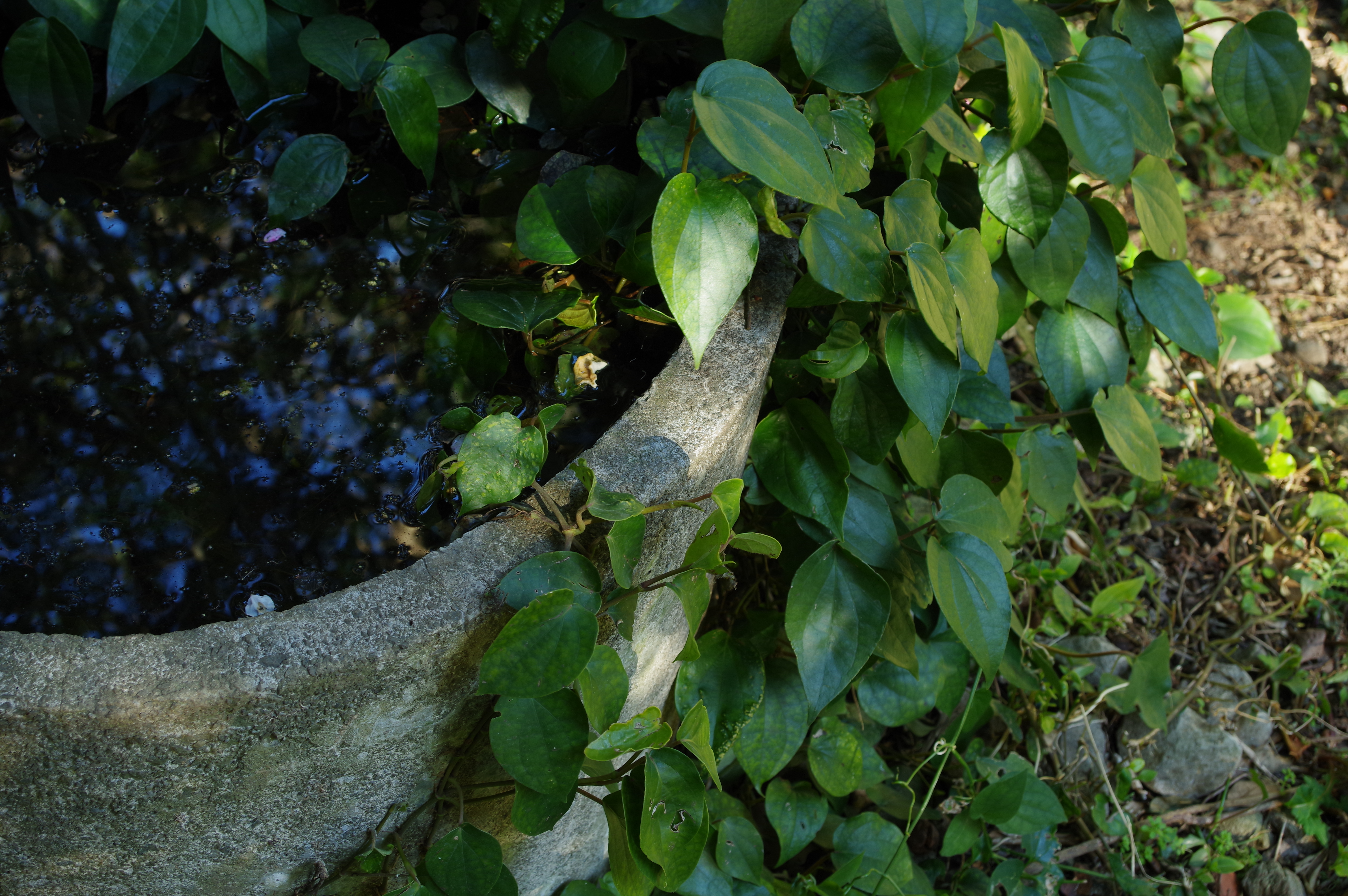 HD PENTAX-DA 20-40mmF2.8-4ED Limited DC WR / 1/15秒 / F7.1/ ISO200 / シャッター優先AE / -1EV / 40mm