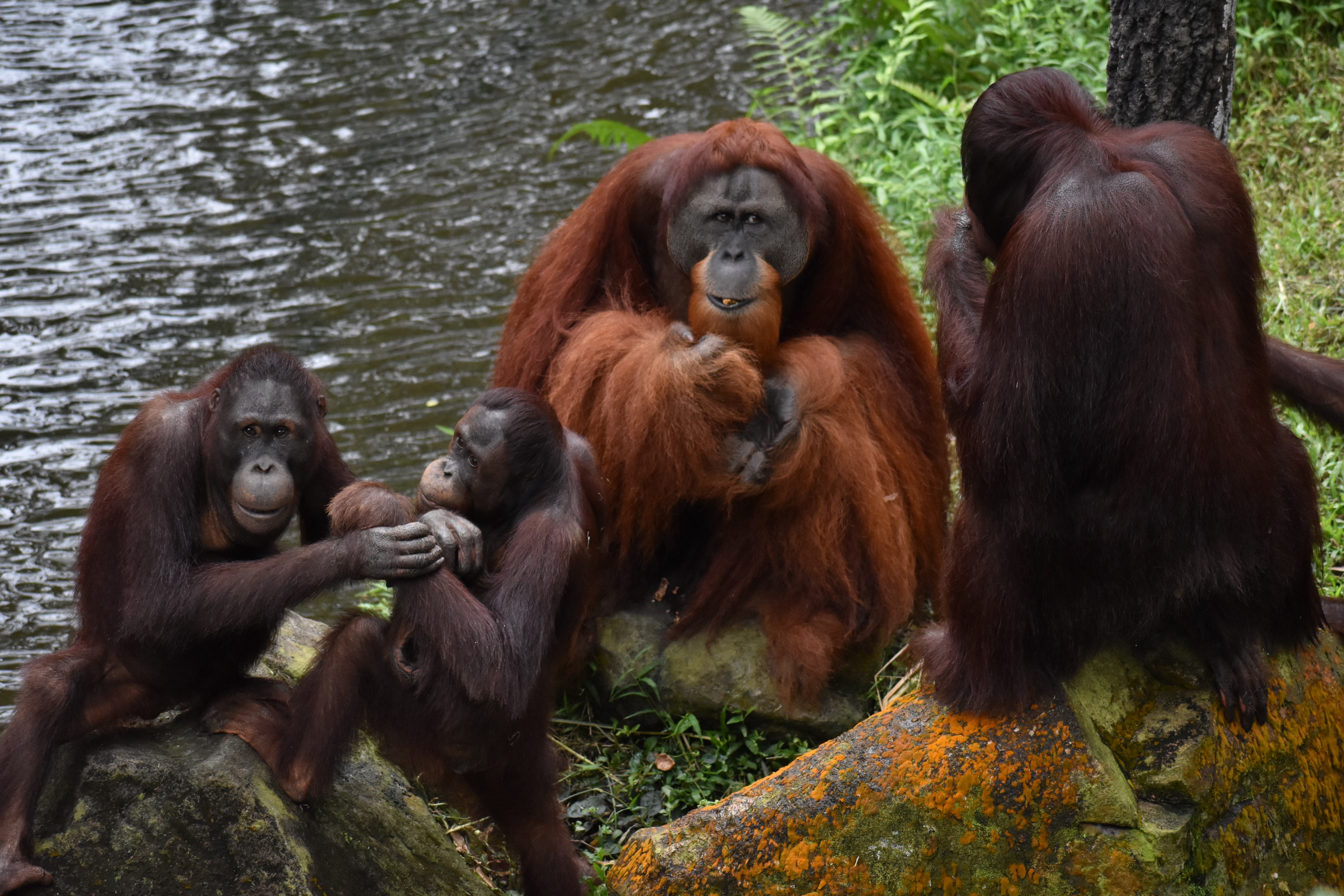 AF-P DX NIKKOR 70-300mm f/4.5-6.3G ED VR / 1/500秒 / F4.8 / +0.7EV / ISO1600 / シャッター優先AE / 105mm