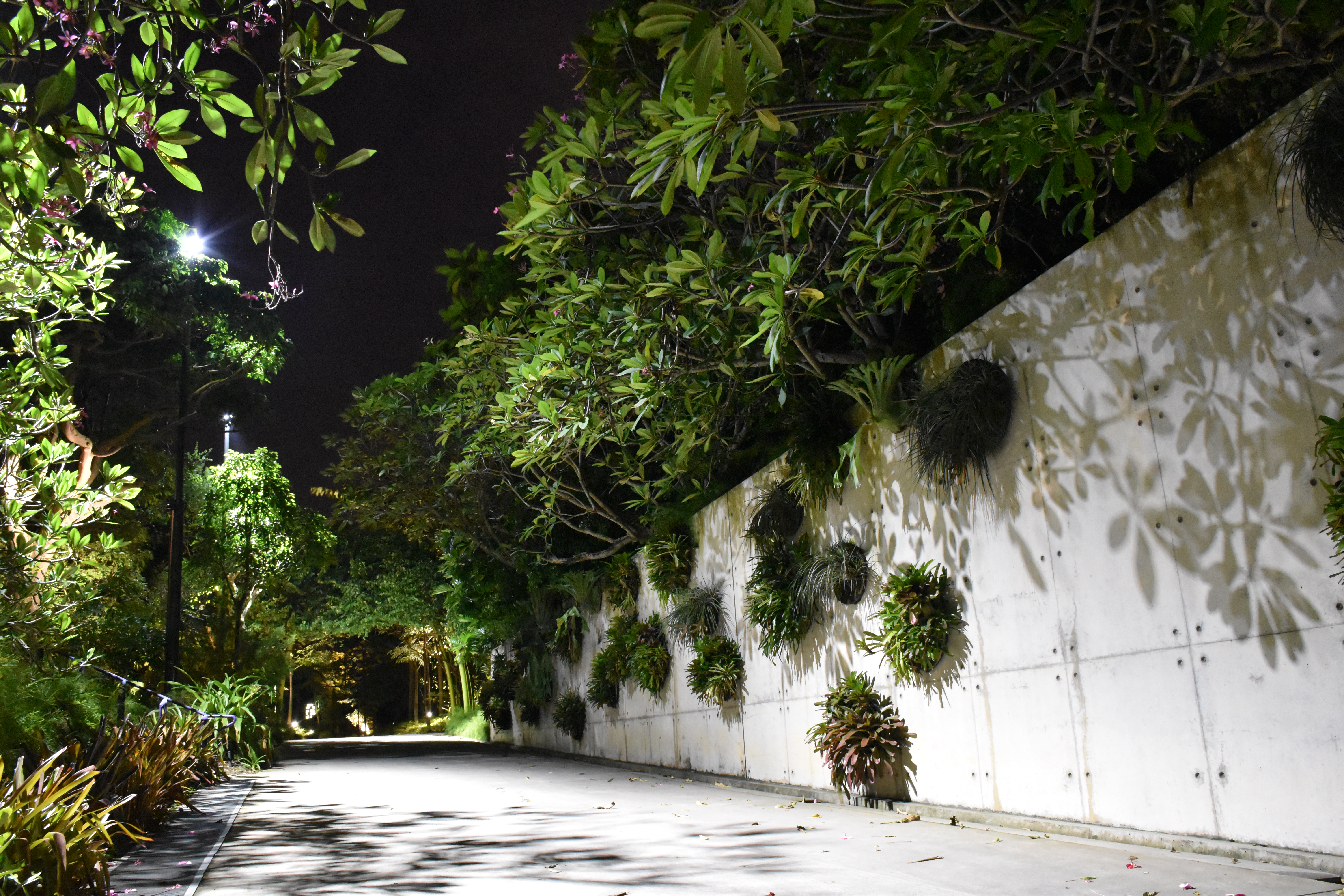 AF-S DX NIKKOR 18-140mm f/3.5-5.6G ED VR / 1/4秒 / F8 / 0EV / ISO6400 / 絞り優先AE / 18mm