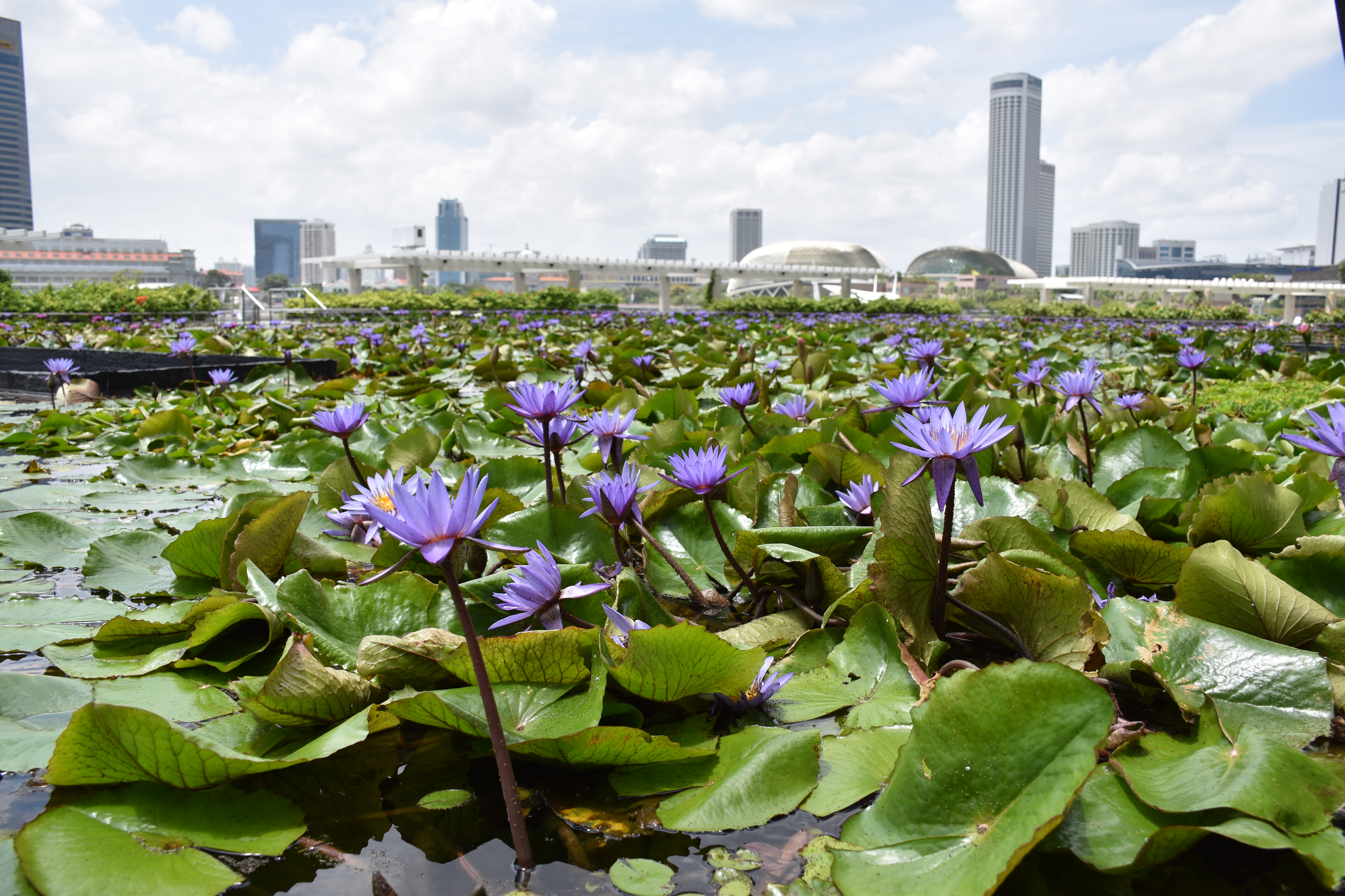 AF-S DX NIKKOR 18-140mm f/3.5-5.6G ED VR / 1/500秒 / F5.6 / +0.3EV / ISO100 / 絞り優先AE / 18mm