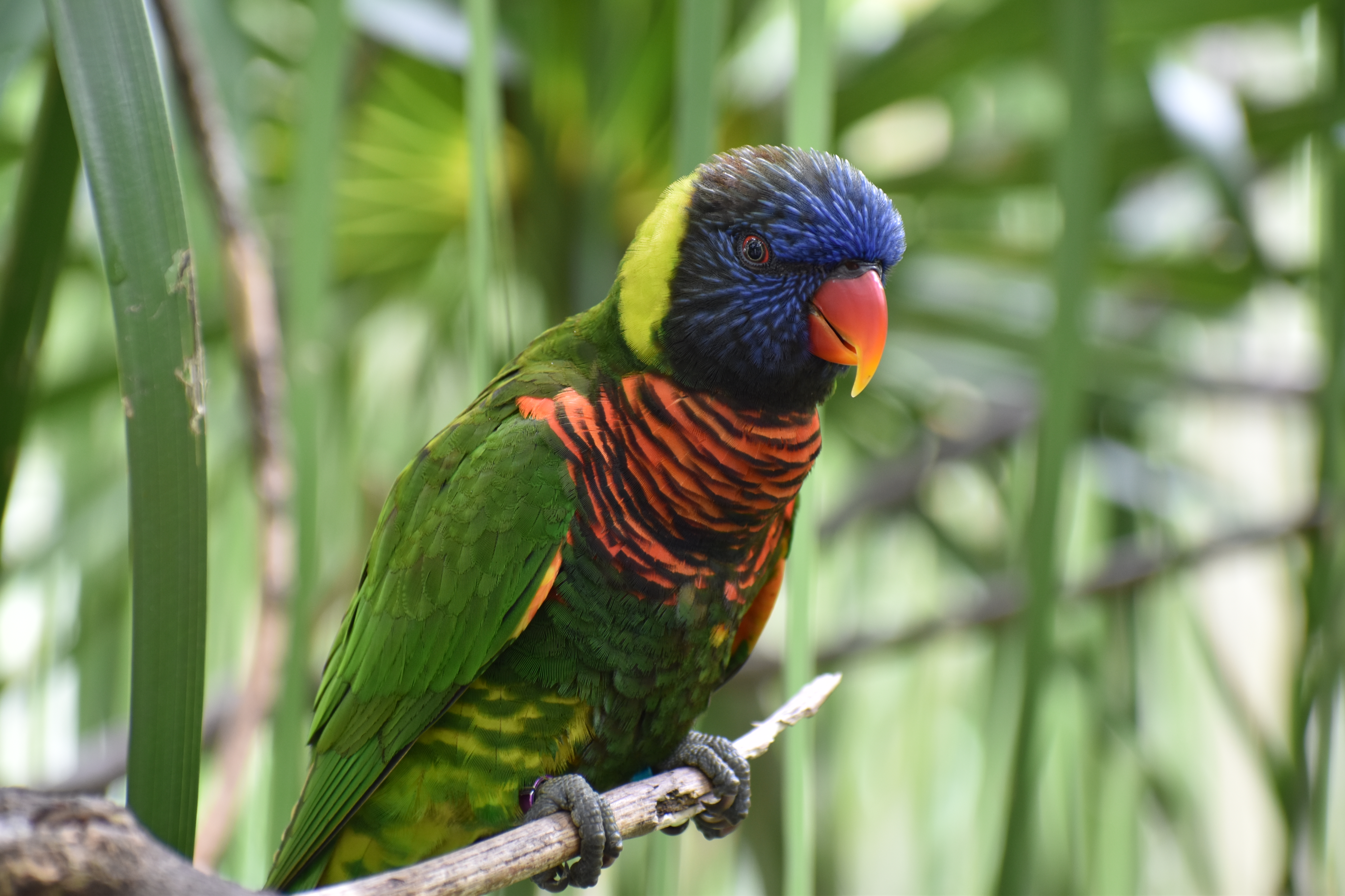 AF-P DX NIKKOR 70-300mm f/4.5-6.3G ED VR / 1/60秒 / F6.3 / 0EV / ISO400 / 絞り優先AE / 220mm