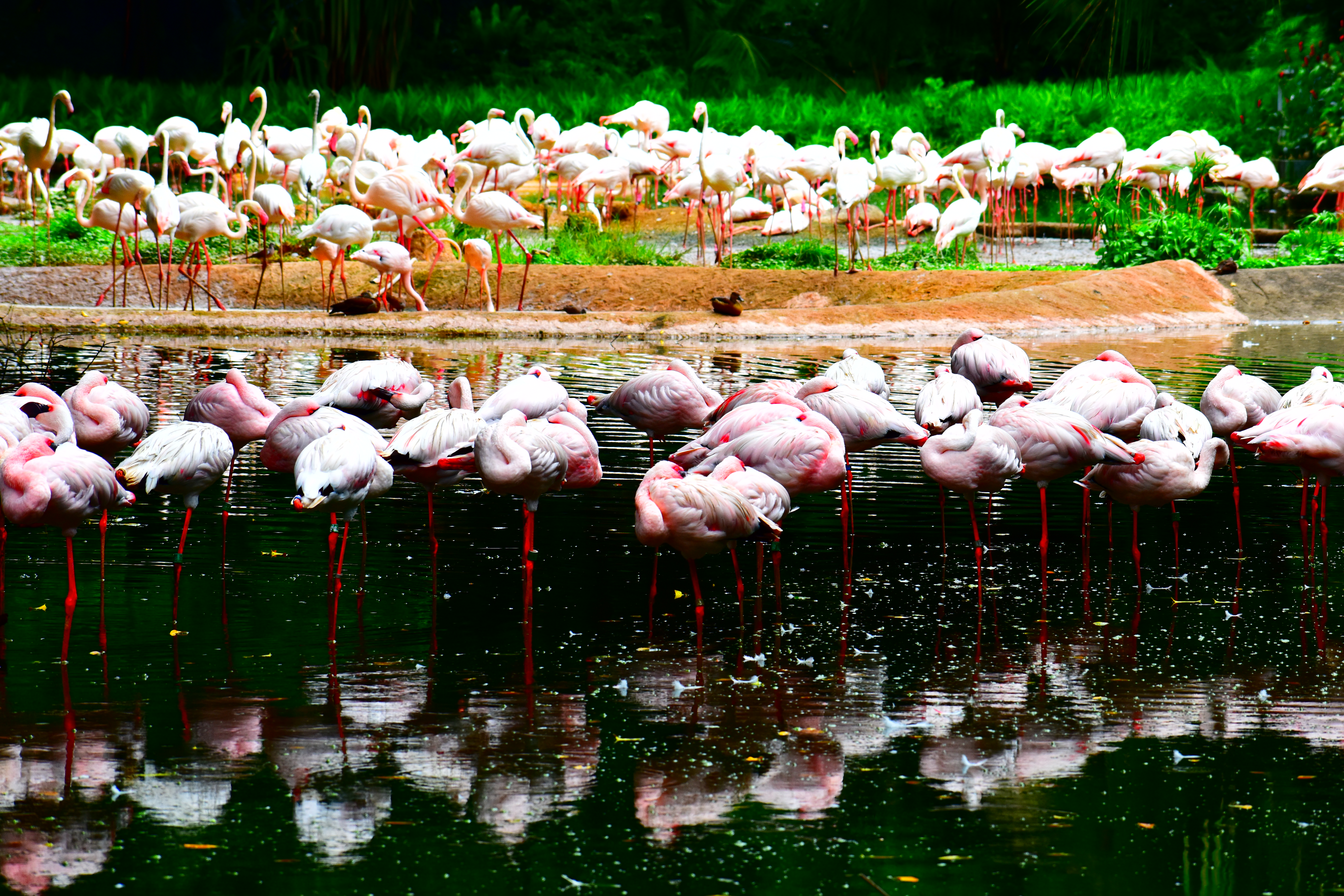 AF-P DX NIKKOR 70-300mm f/4.5-6.3G ED VR / 1/400秒 / F10 / 0EV / ISO400 / 122mm