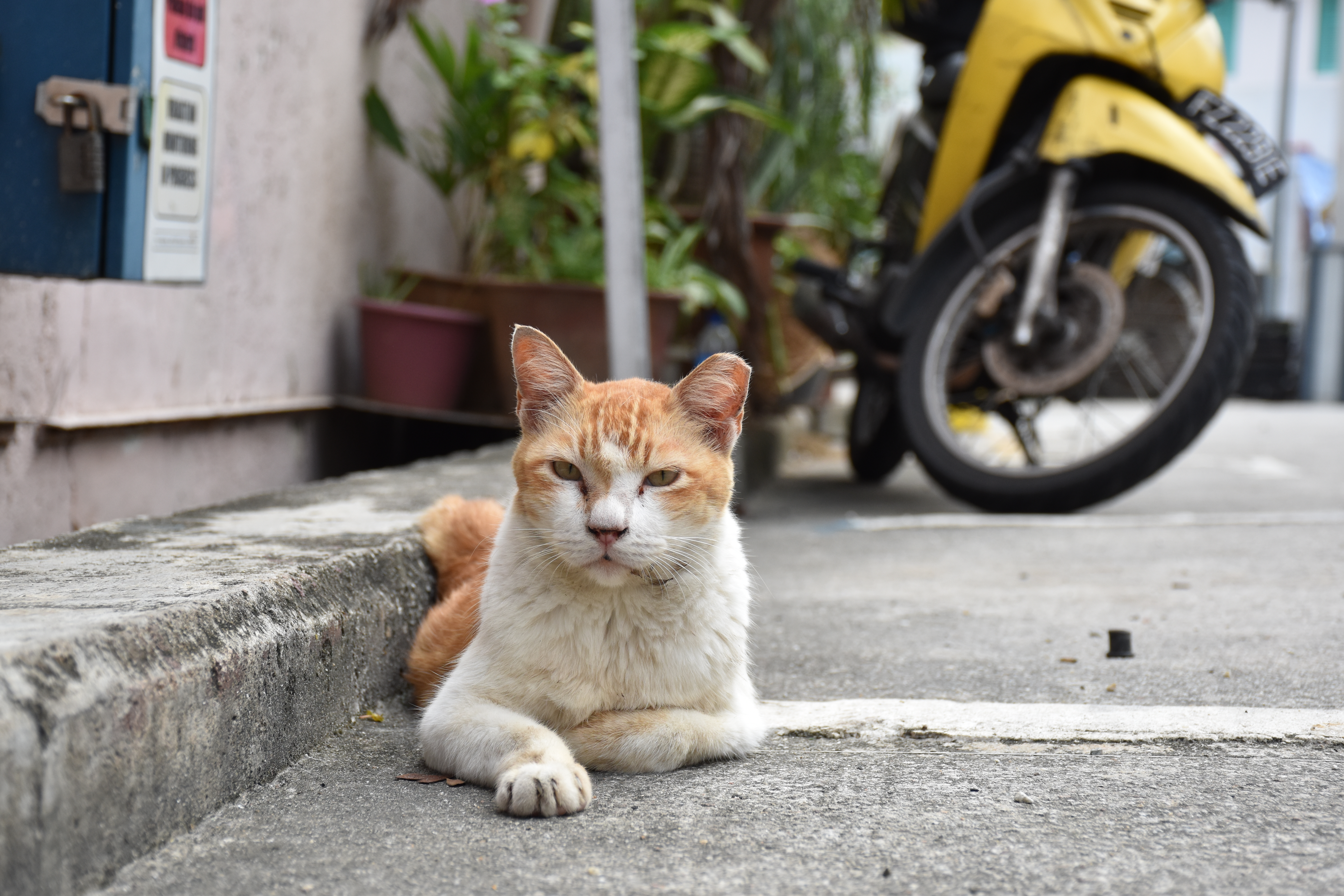 AF-S DX NIKKOR 18-140mm f/3.5-5.6G ED VR / 1/400秒 / F5.6 / +0.7EV / ISO400 / 絞り優先AE / 50mm