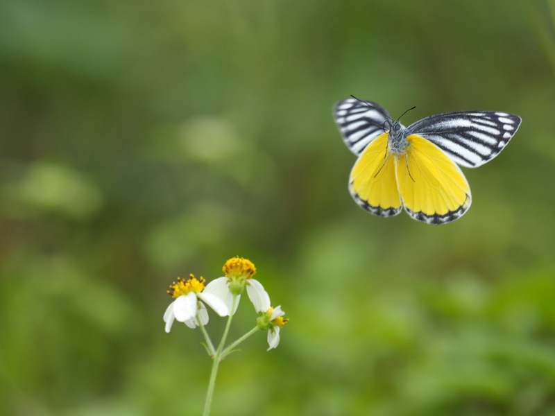 OM-D E-M1 Mark II / 1/1,600秒 / F4 / -0.3EV / ISO400 / 絞り優先AE / 300mm 撮影地：タイ