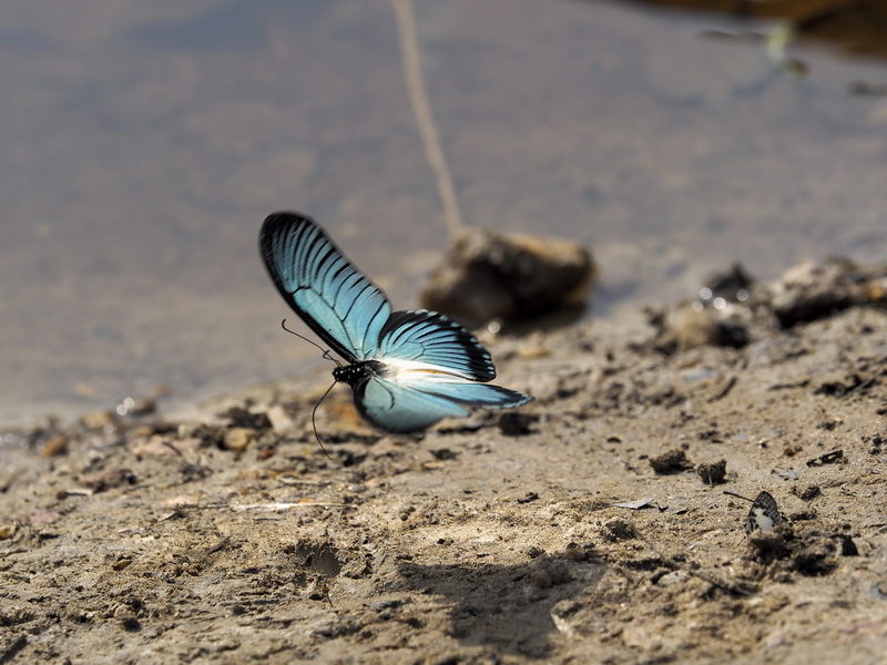 OM-D E-M1 / 1/1,250秒 / F5.6 / ±0EV / ISO200 / マニュアル / 210mm 撮影地：カメルーン