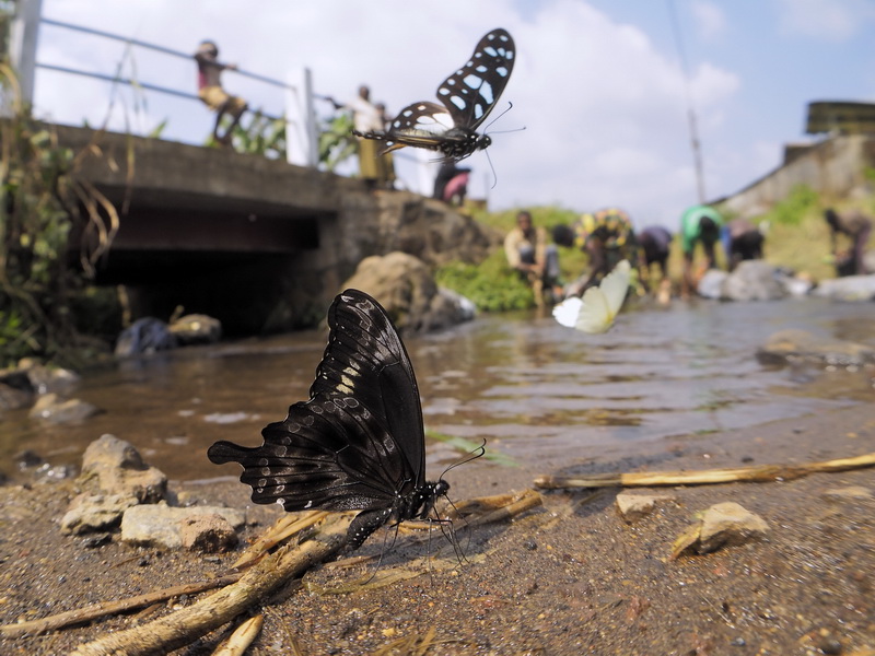 OM-D E-M10 / 1/2,000秒 / F5 / ±0EV / ISO800 / シャッター優先AE / 14mm 撮影地：カメルーン