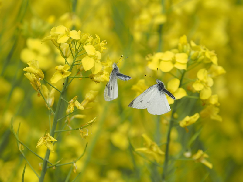 OM-D E-M1 / 1/4,000秒 / F4 / +0.3EV / ISO400 / 絞り優先AE / 210mm 撮影地：日本