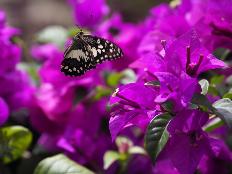 OM-D E-M1 Mark II / 1/2,500秒 / F4 / -0.3EV / ISO1250 / シャッター優先AE / 100mm 撮影地：マレーシア