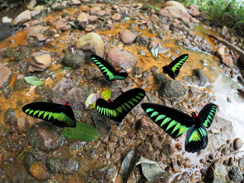 OM-D E-M1 Mark II / 1/1,250秒 / F3.5 / ±0EV / ISO1250 / マニュアル / 8mm 撮影地：マレーシア