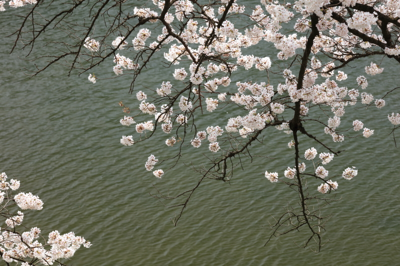 PLフィルター装着：EOS 5Ds R / EF 100-400mm F4.5-5.6 L IS II USM / 1/100秒 / F11 / +0.3EV / ISO400 / 絞り優先AE / 164mm