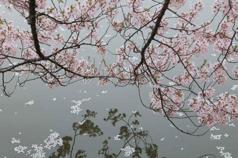 PLフィルター非装着：EOS 5Ds R / EF 24-105mm F3.5-5.6 IS STM / 1/40秒 / F11 / +0.3EV / ISO400 / 絞り優先AE / 70mm