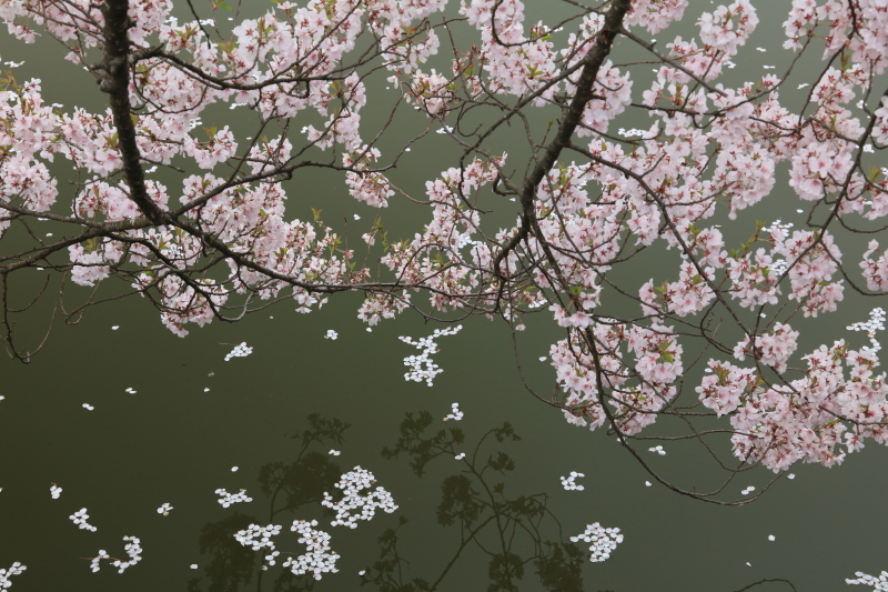 PLフィルター装着：EOS 5Ds R / EF 24-105mm F3.5-5.6 IS STM / 1/40秒 / F11 / -0.3EV / ISO400 / 絞り優先AE / 70mm