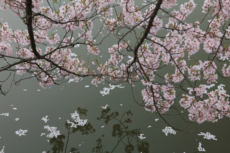 PLフィルター装着：EOS 5Ds R / EF 24-105mm F3.5-5.6 IS STM / 1/50秒 / F11 / -0.3EV / ISO400 / 絞り優先AE / 70mm