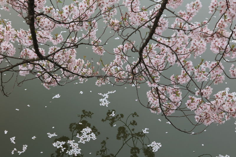 EOS 5Ds R / EF 24-105mm F3.5-5.6 IS STM / 1/50秒 / F11 / -0.3EV / ISO400 / 絞り優先AE / 70mm