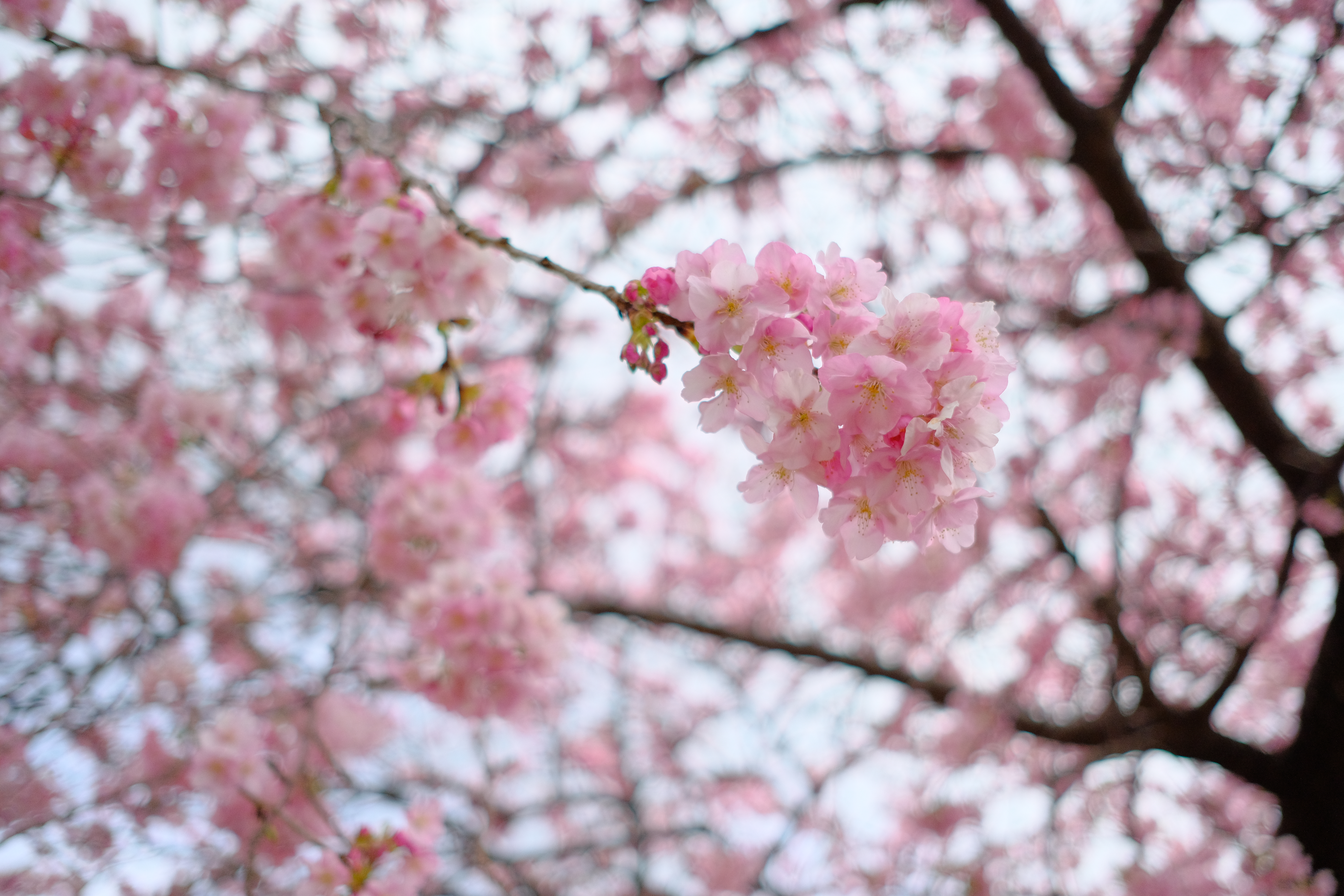 X-T2 / 1/3,500秒 / F2 / +1EV / ISO800 / 絞り優先AE / 23mm