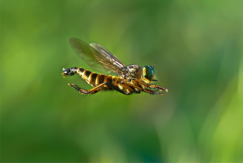 2015年クローズアップ賞 太田明男さん「遊泳中」