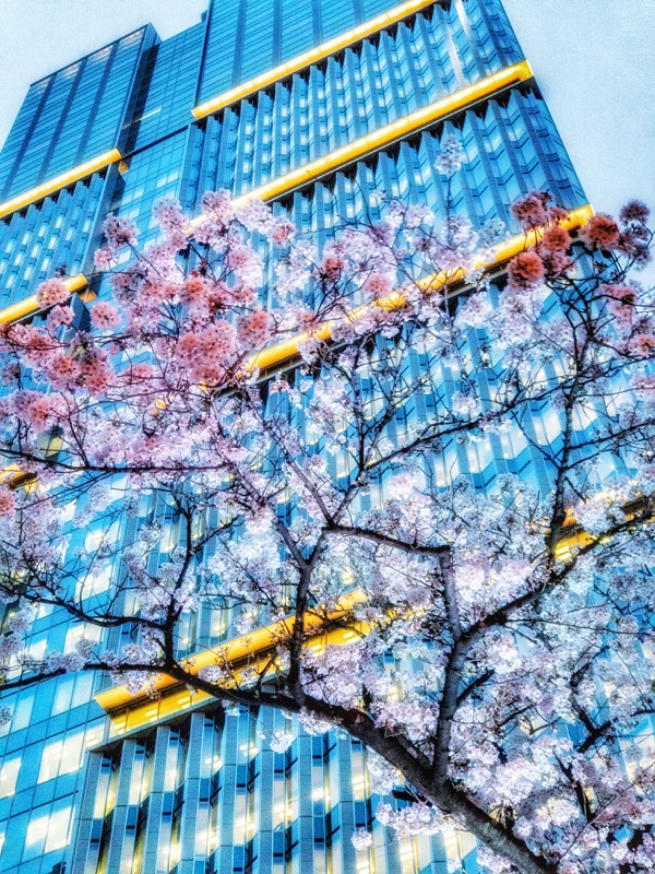 iPhone 7 Plus / F2.8 / 1/50秒 / ISO 80 / 6.6mm（57mm相当）