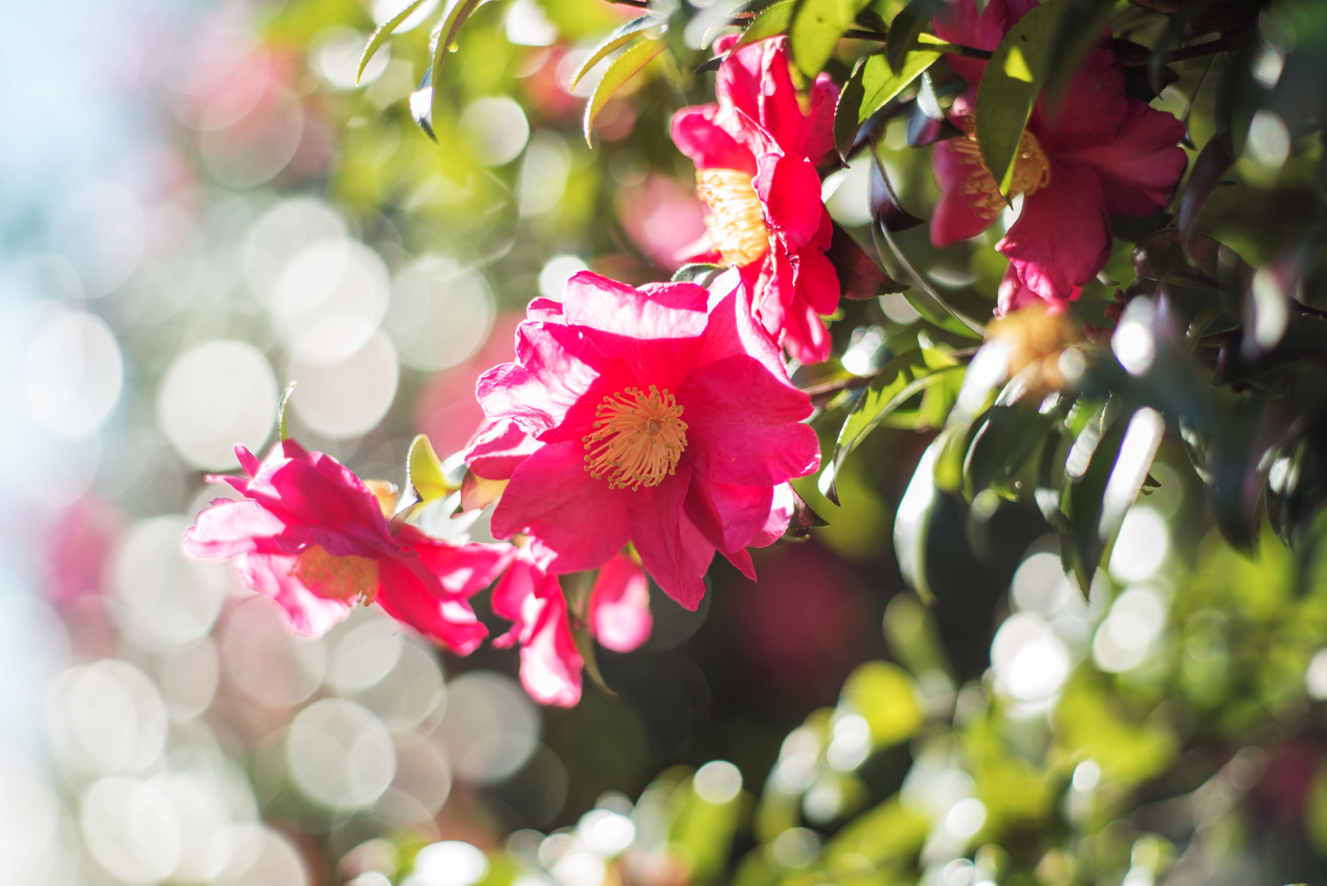 玉ボケを作ったときのボケ味はこんな感じ。周辺部での玉ボケの変形は少ない。LEICA M（Typ240） / ISO200 / F2 / 1/1,000秒 / WB:オート