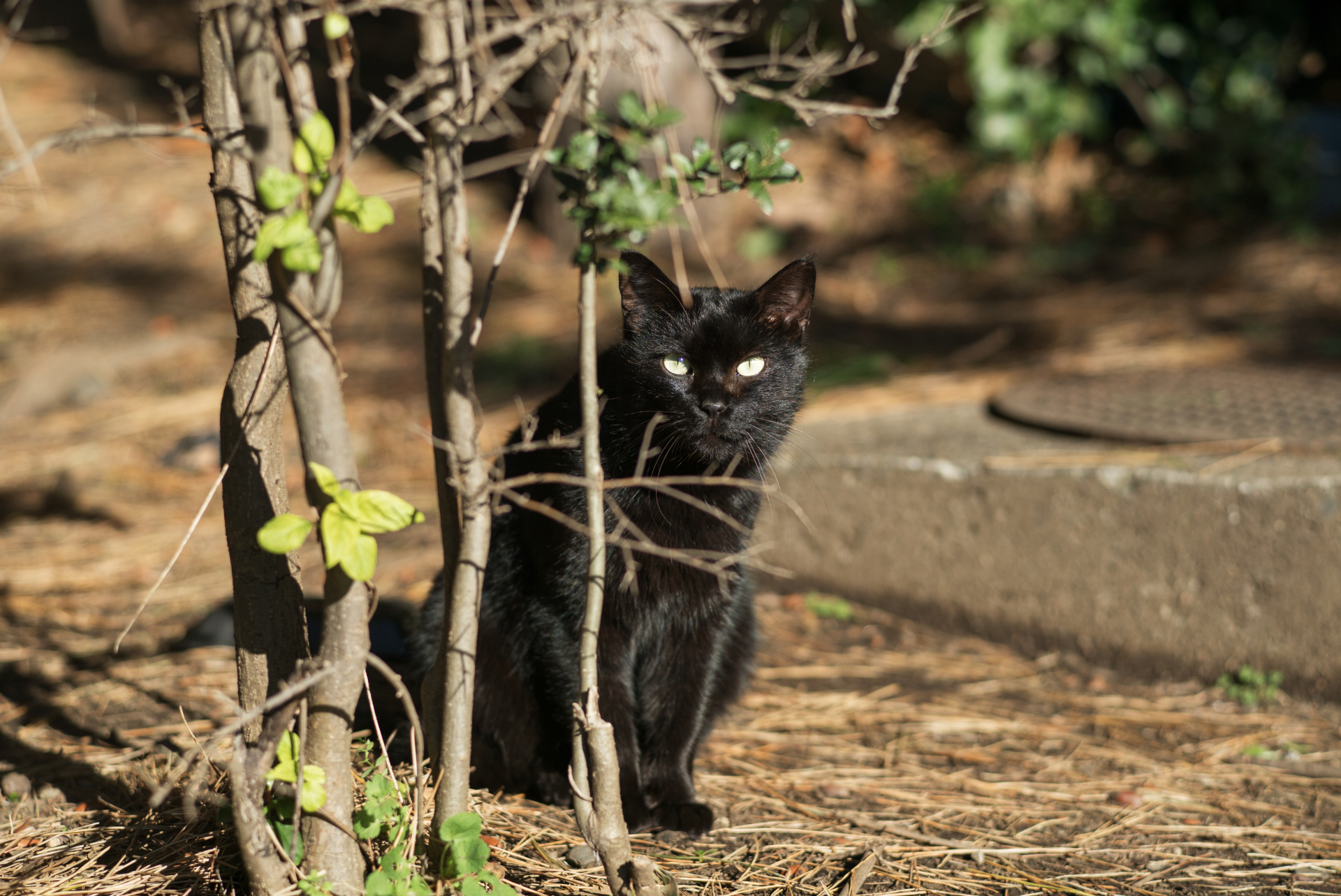 合焦部は見事な解像だが、決して硬すぎないので毛並みもスムースに描写される。LEICA M（Typ240） / ISO200 / F2 / 1/3,000秒 / WB:オート