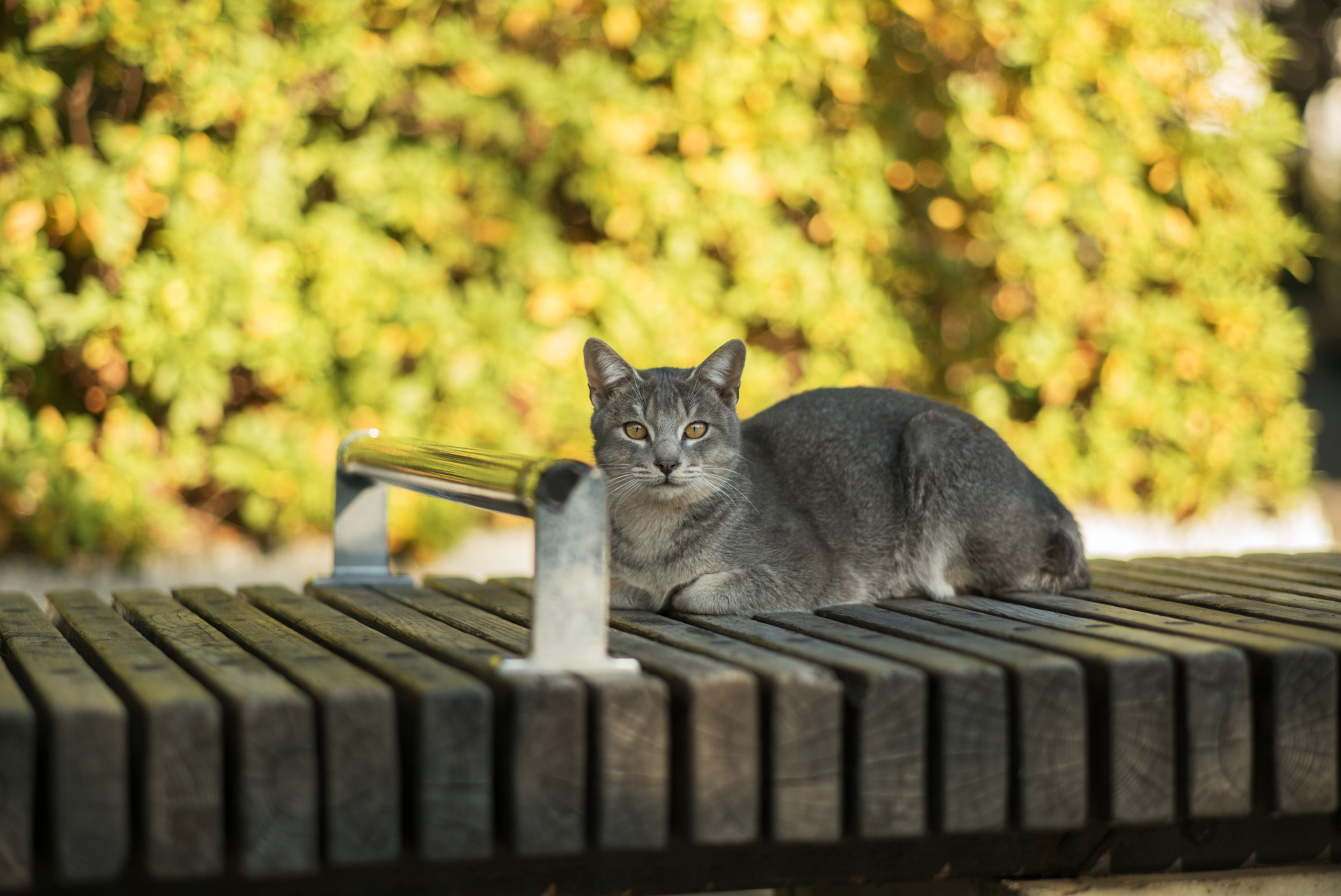 このくらいの焦点距離は合焦部分と背景の分離がよく、立体的な写りを得られる。LEICA M（Typ240） / ISO200 / F2 / 1/1,000秒 / WB:オート