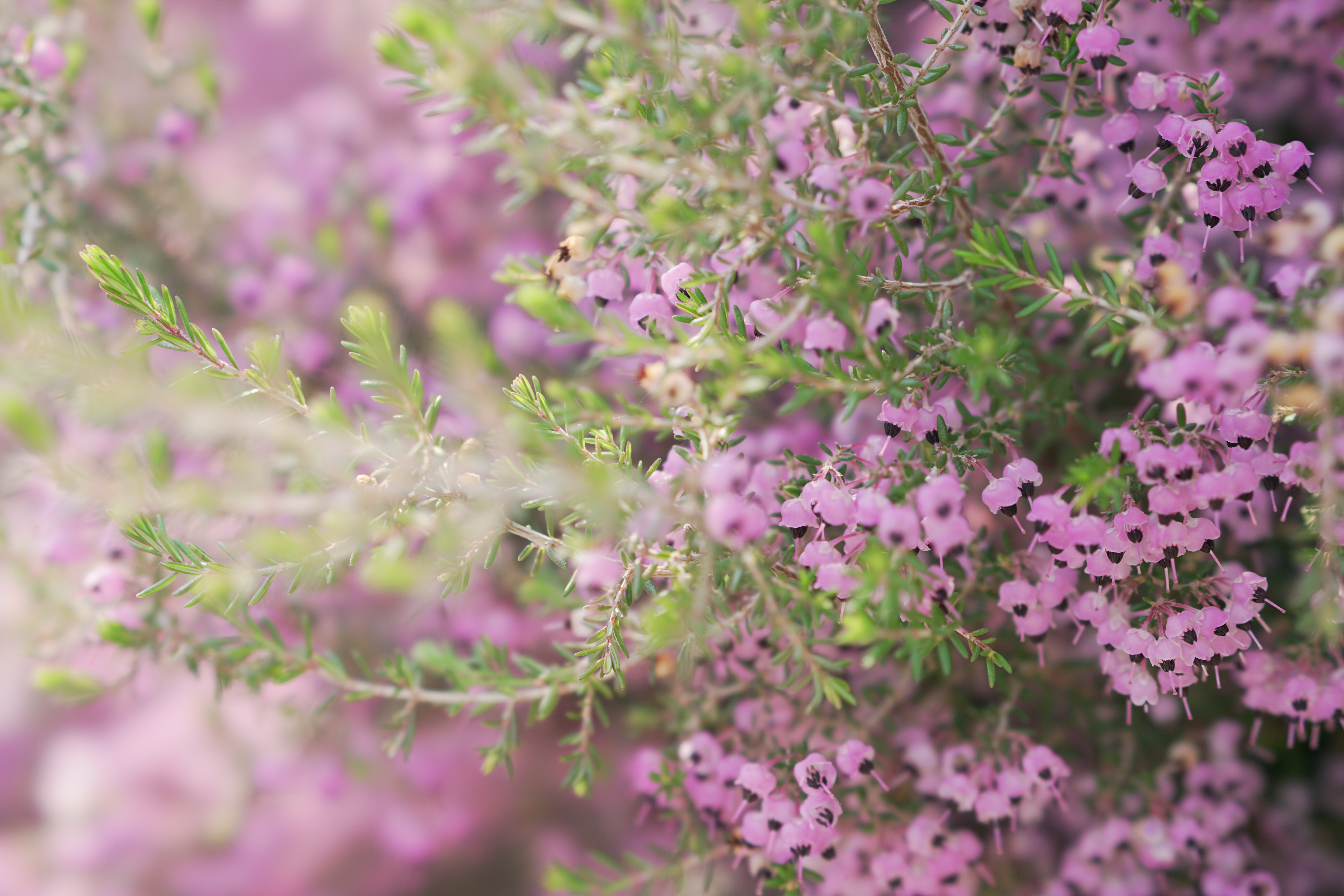 α7R II / 1/100秒 / T5.6 / 0EV / ISO200 / マニュアル露出 / 100mm