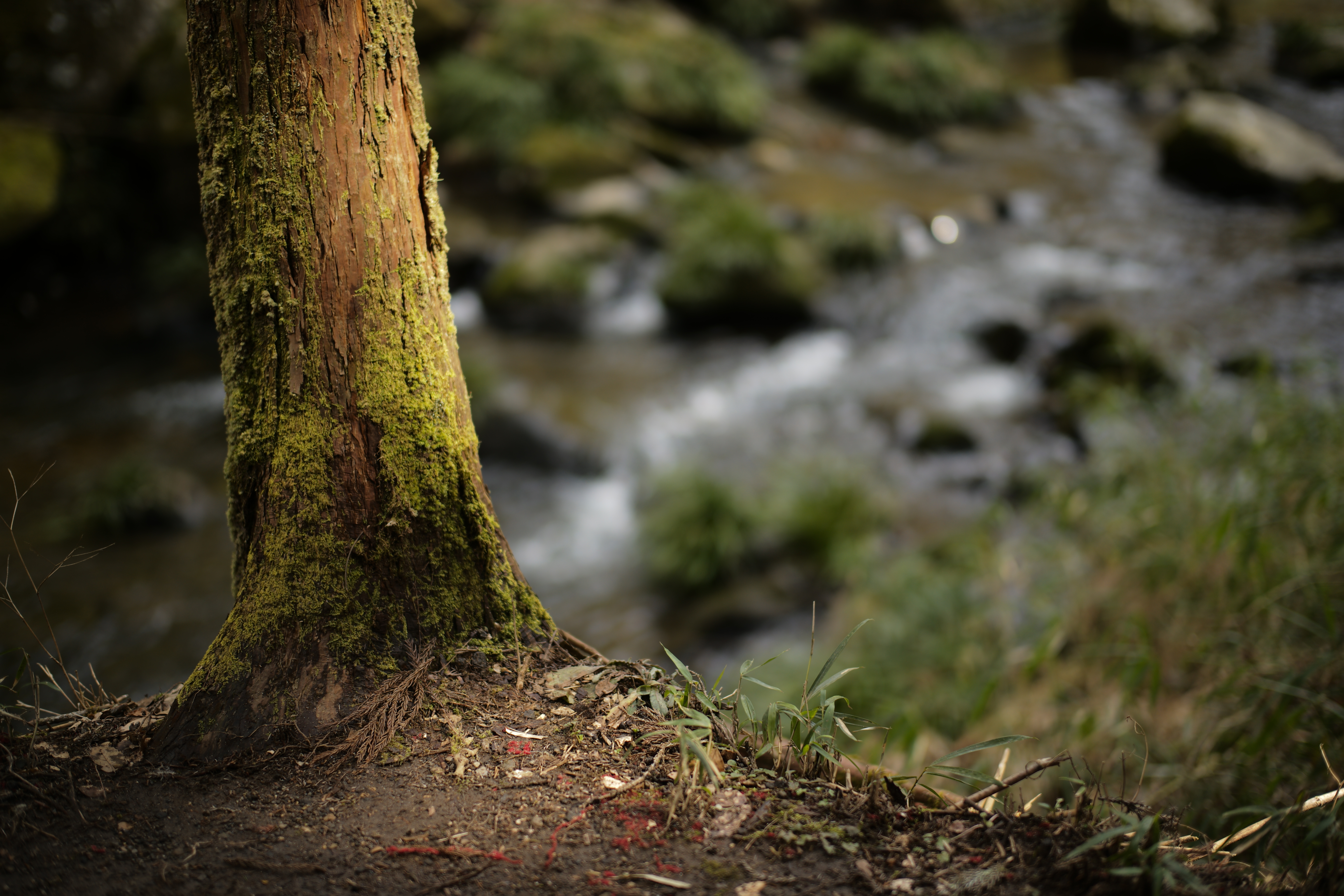 SUMMILUX-M F1.4/50mm ASPH. / F1.4 / 1/360秒 / +0.3EV / ISO100