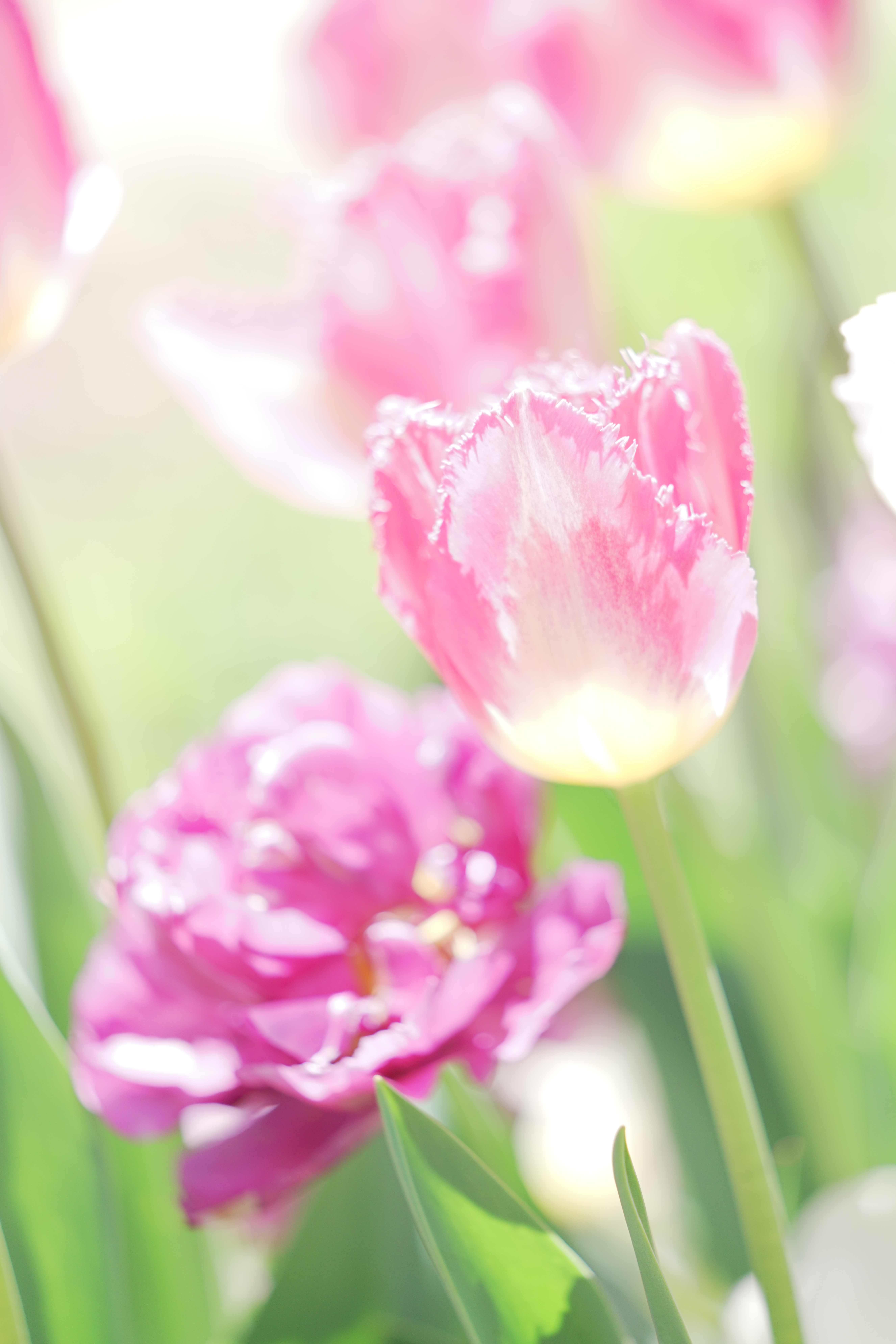 α7R II / 1/1,250秒 / F2.8 / 0EV / ISO640 / マニュアル露出 / 200mm