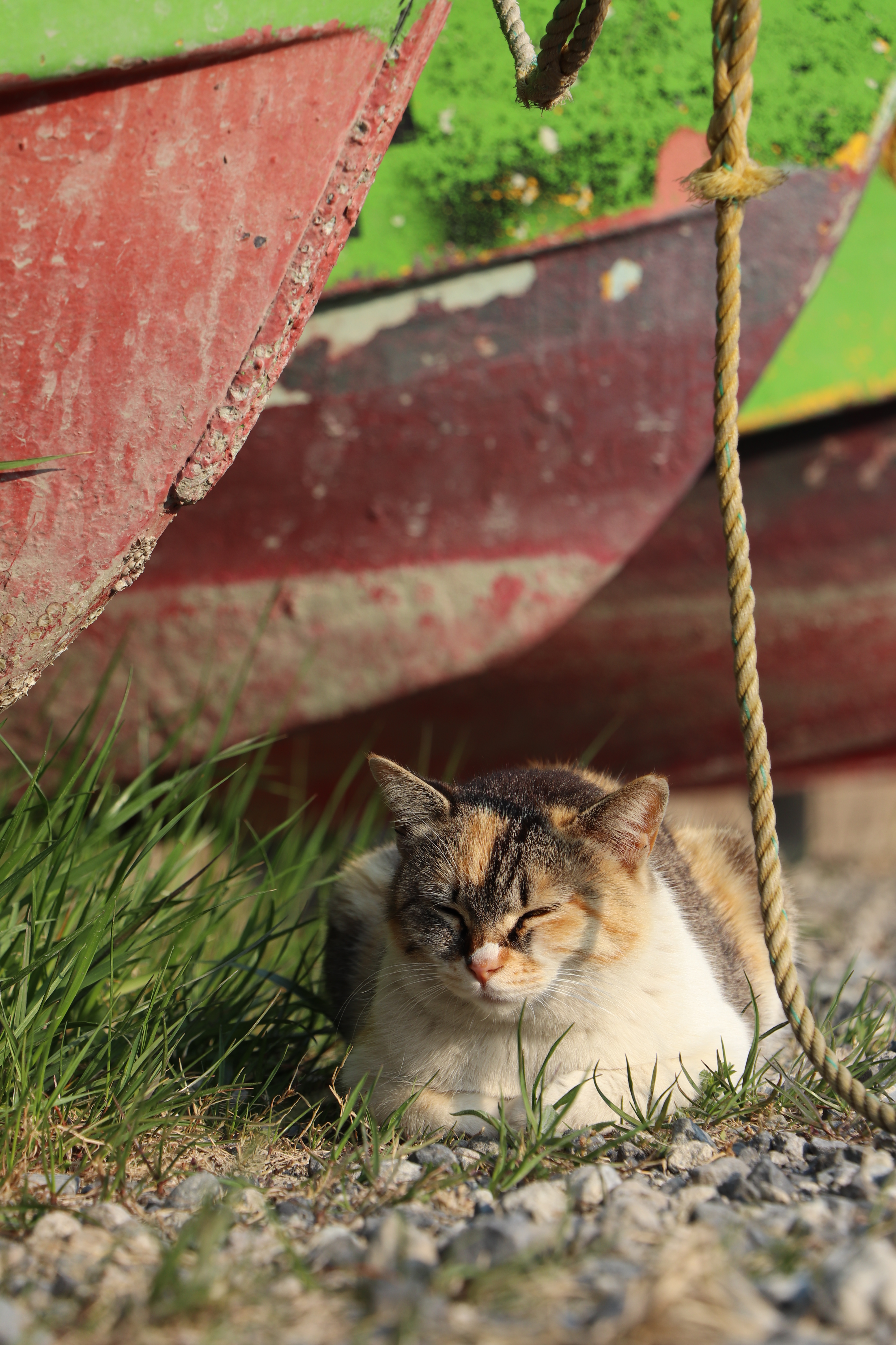 EF-S 18-135mm F3.5-5.6 IS STM / 1/320秒 / F6.3 / 0EV / ISO100 / 絞り優先AE / 106mm