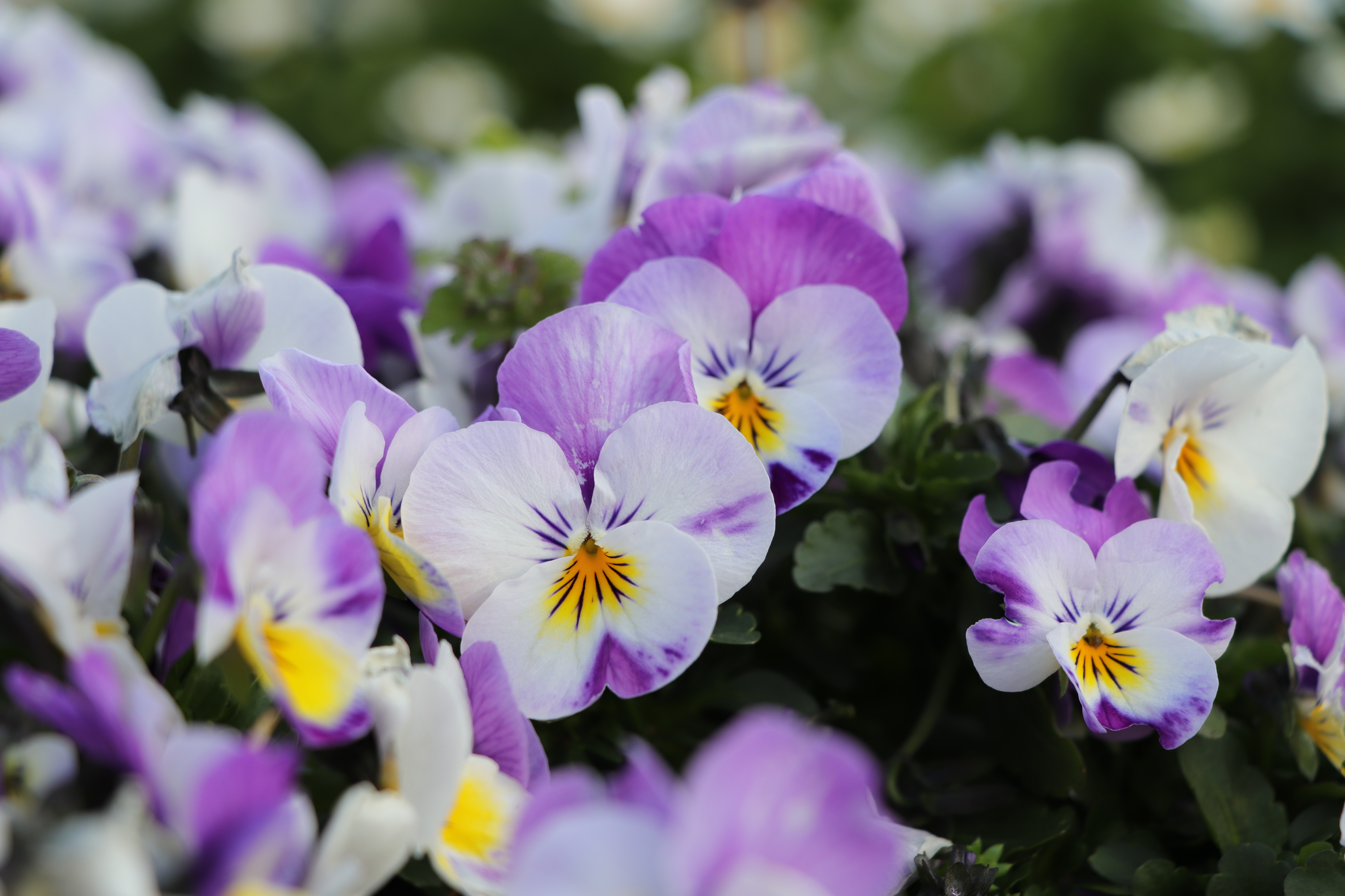 EF-S 18-135mm F3.5-5.6 IS STM / 1/250秒 / F5 / +0.7EV / ISO100 / 絞り優先AE / 69mm