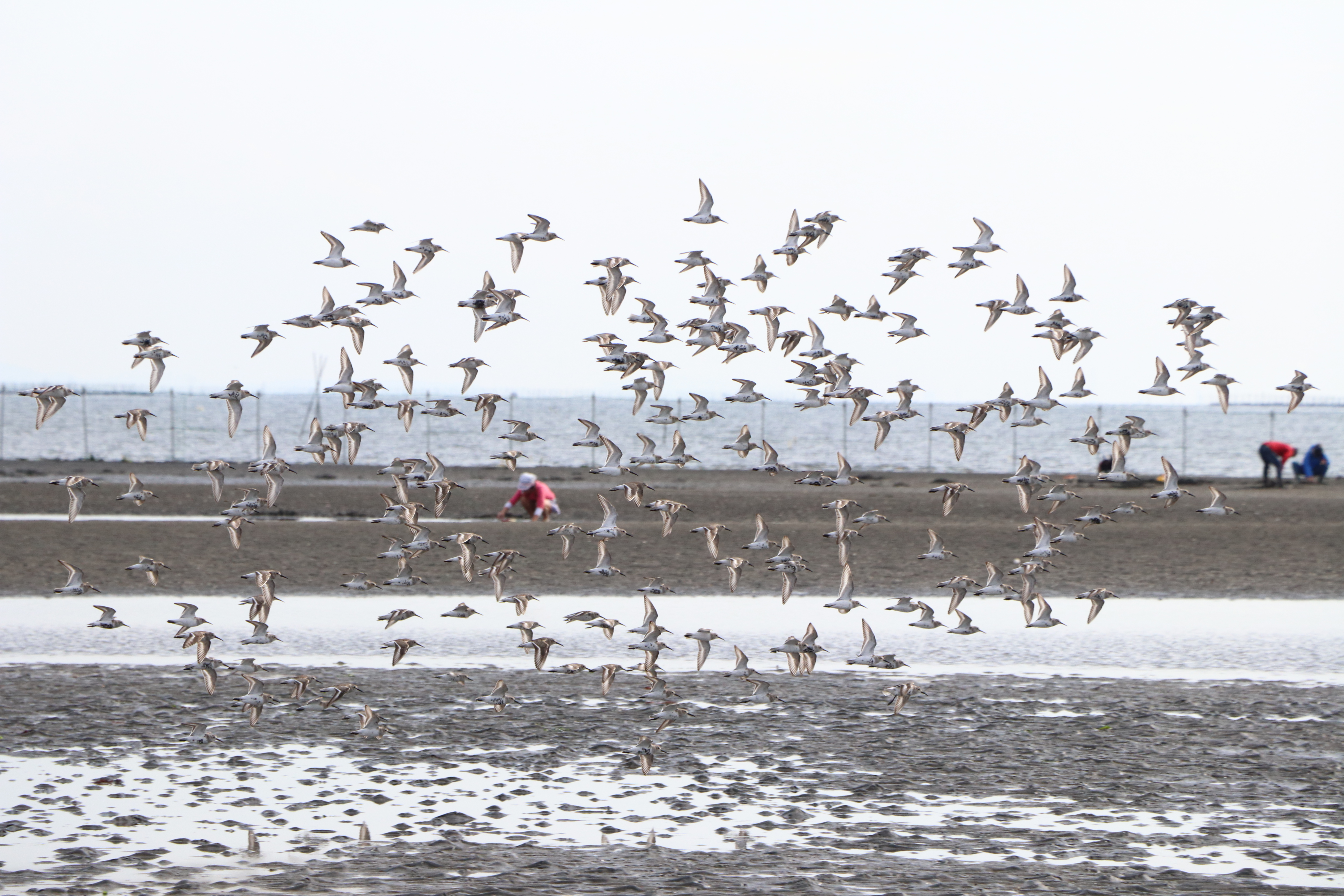 EF-S 18-135mm F3.5-5.6 IS STM / 1/1,600秒 / F7 / +1EV / ISO800 / シャッター優先AE / 135mm