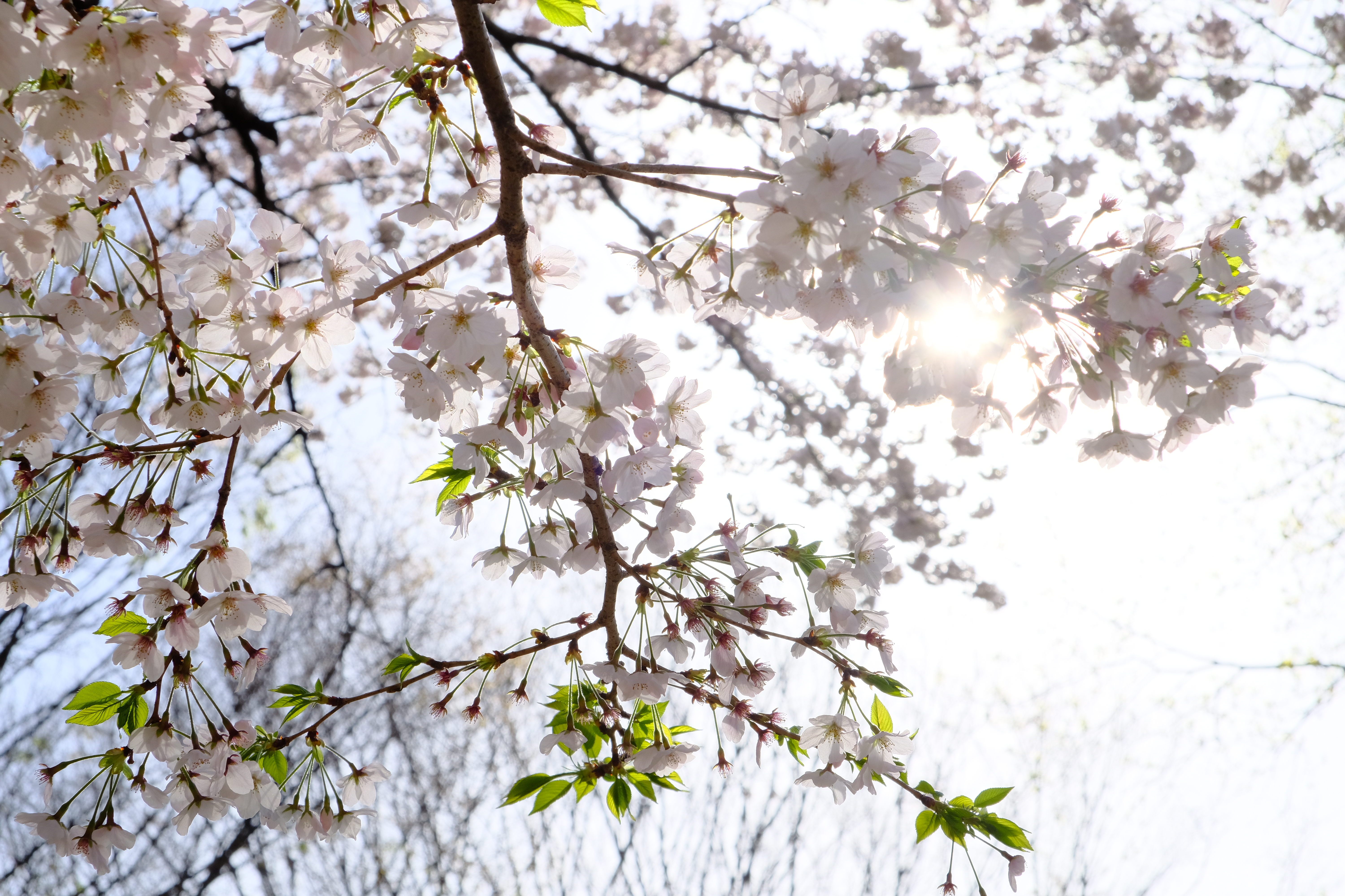 XF18-55mm F2.8-4 R LM OIS / 1/500秒 / F11 / +2.7EV / ISO800 / 絞り優先AE / 55mm / フィルムシミュレーション：Velvia