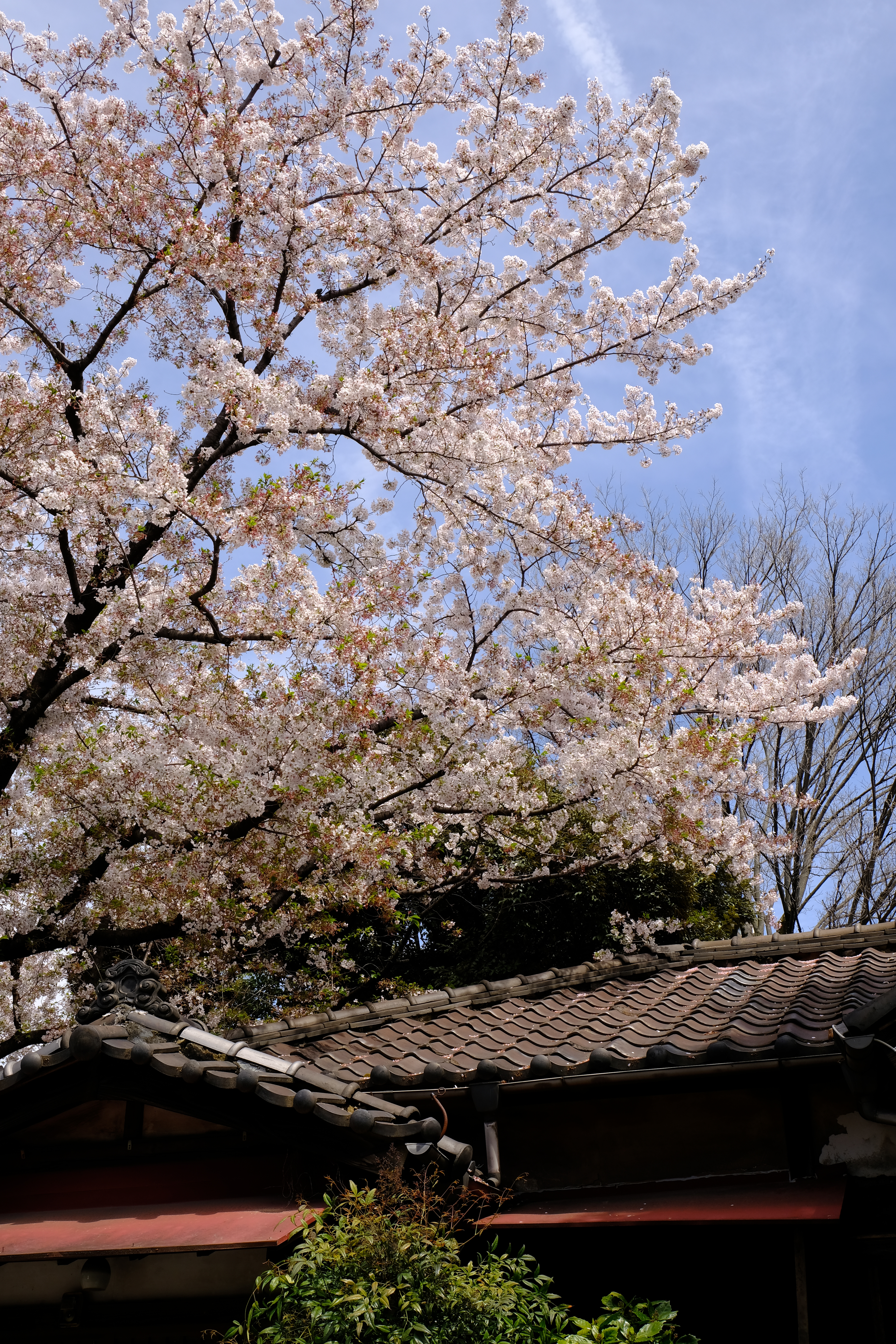 XF18-55mm F2.8-4 R LM OIS / 1/150秒 / F11 / 0EV / ISO200 / 絞り優先AE / 26.5mm / フィルムシミュレーション：Velvia