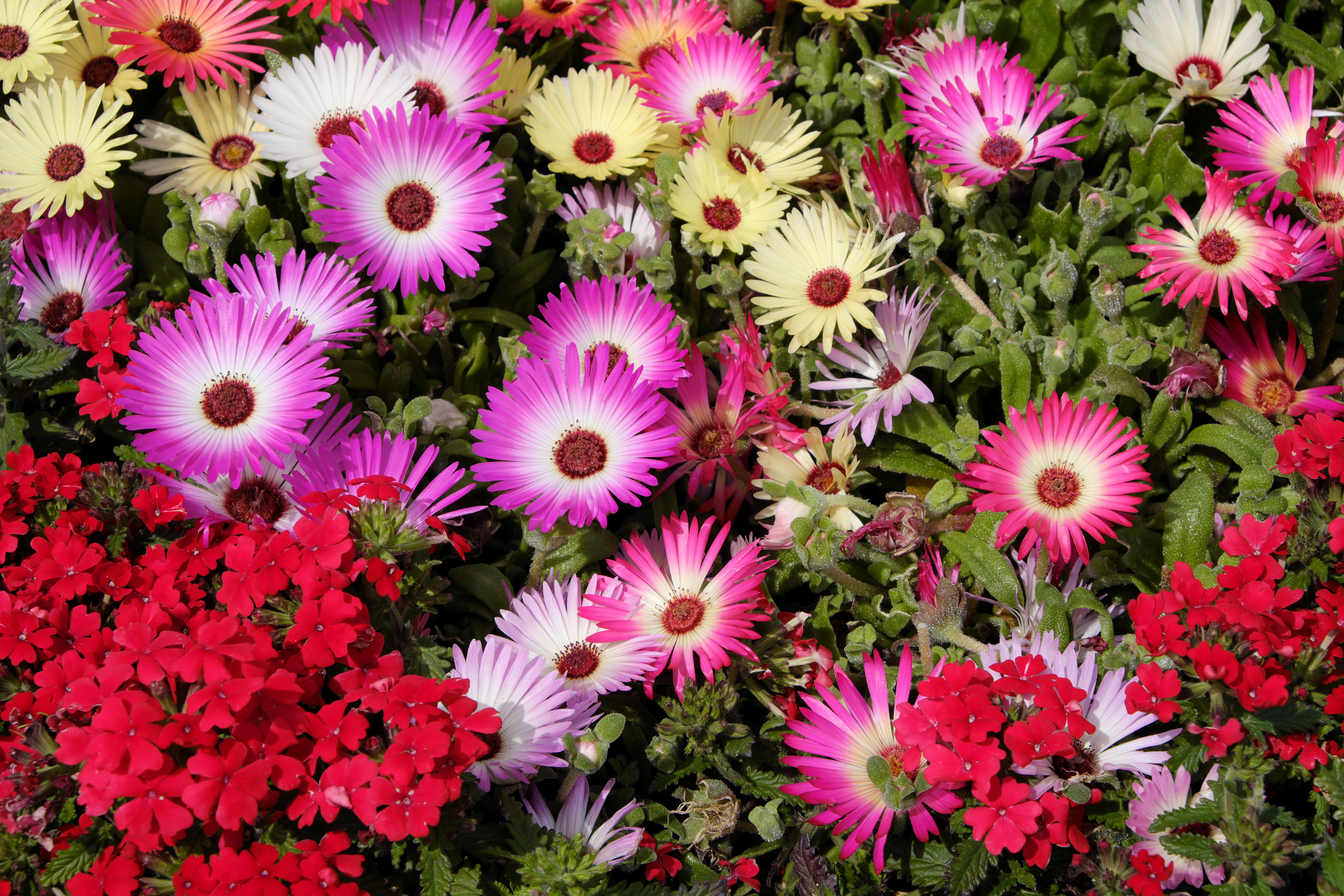 フィルムシミュレーション：ASTIA