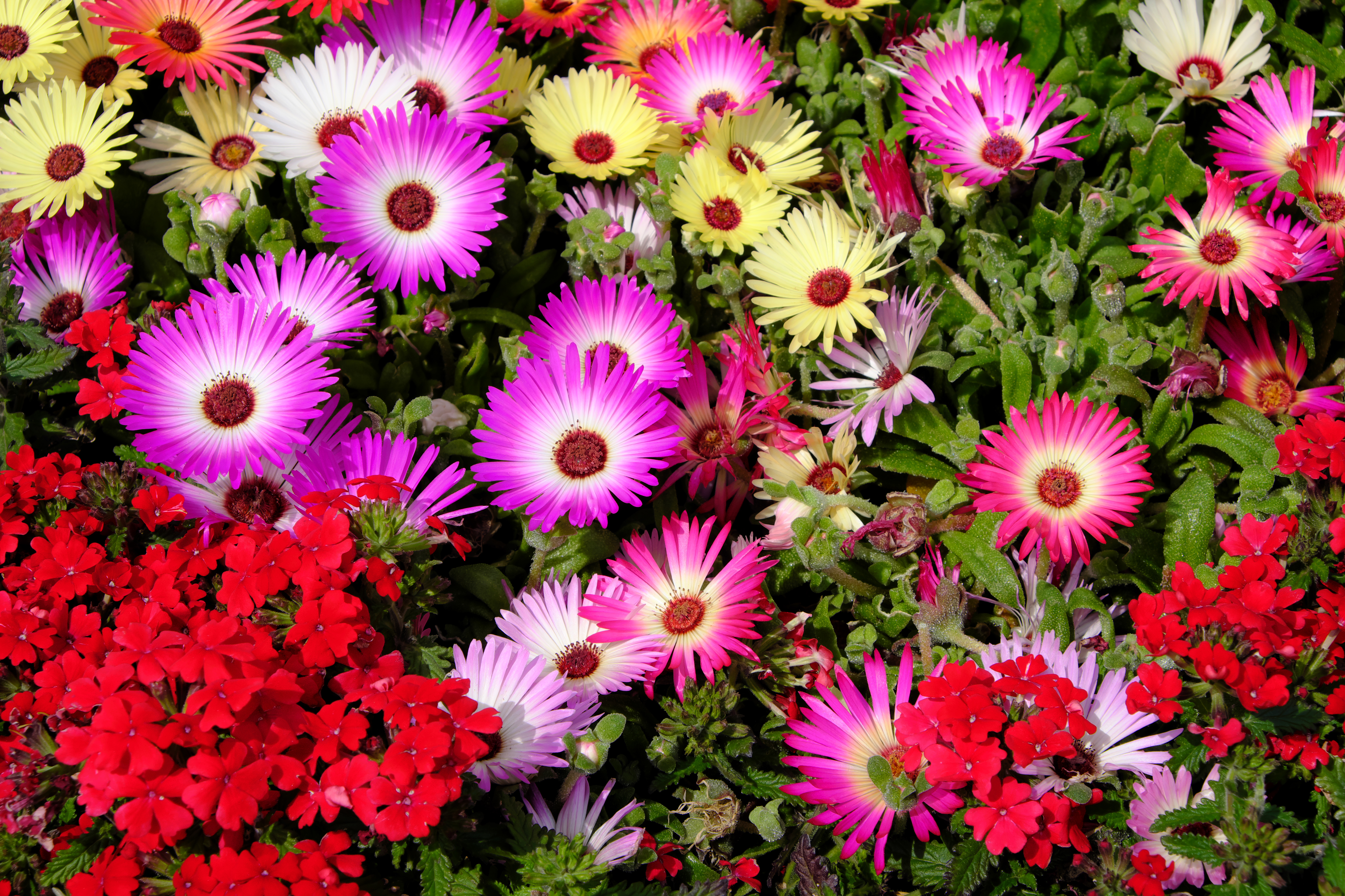 フィルムシミュレーション：Velvia