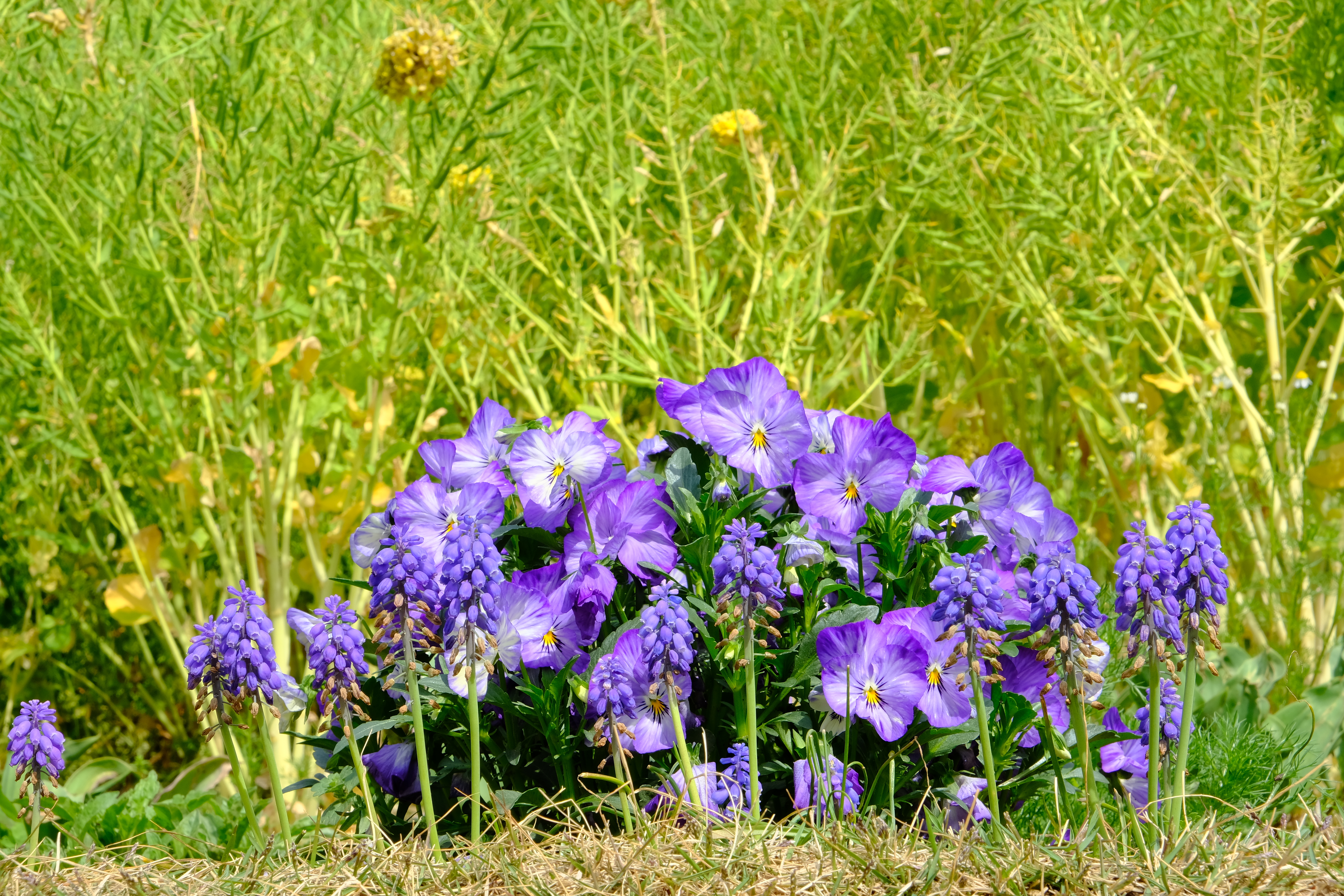 XF18-55mmF2.8-4 R LM OIS / 1/105秒 / F16 / +1EV / ISO400 / 絞り優先AE / 55mm / フィルムシミュレーション：Velvia