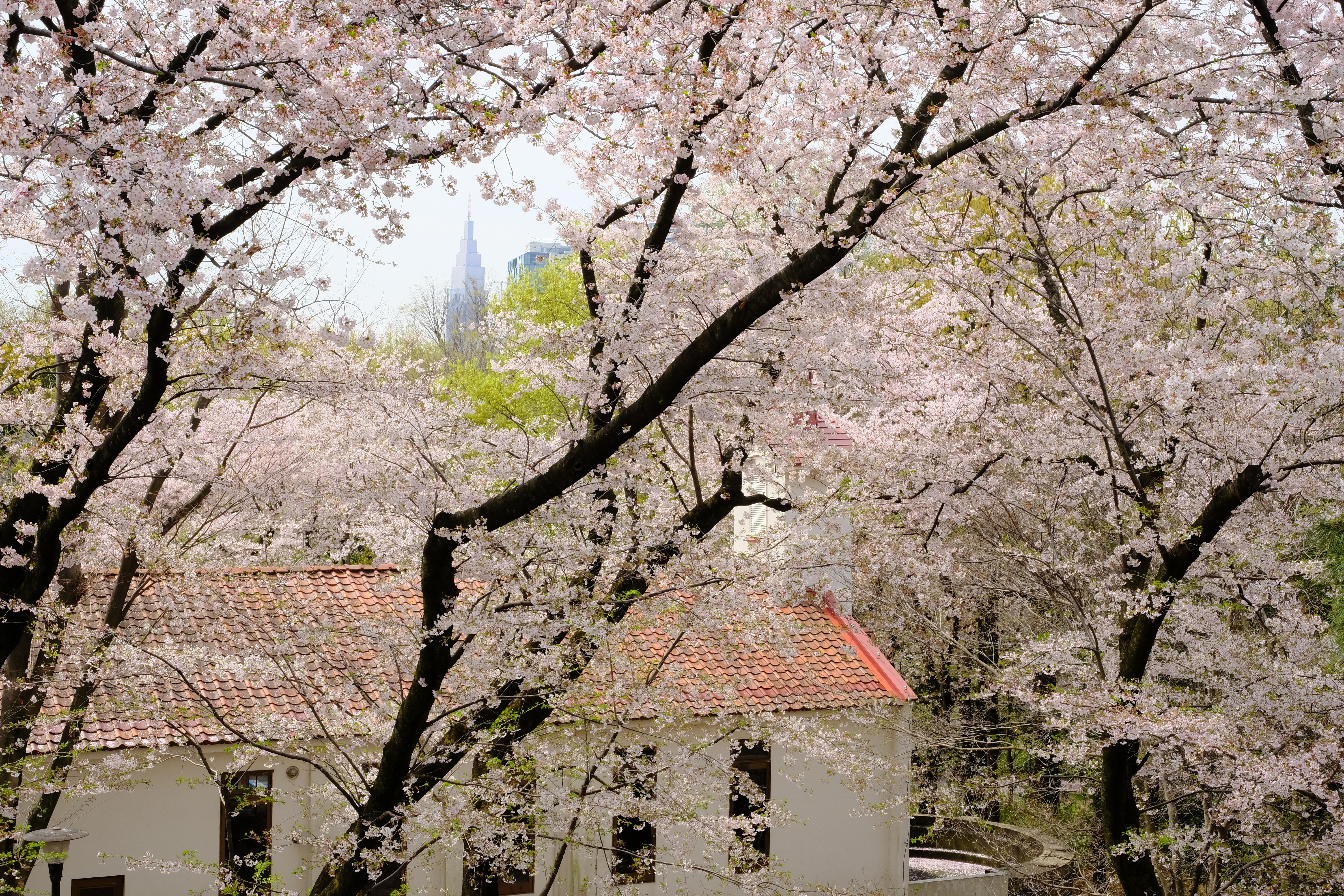 XF18-55mm F2.8-4 R LM OIS / 1/300秒 / F11 / +1EV / ISO800 / 絞り優先AE / 35.8mm / フィルムシミュレーション：Velvia