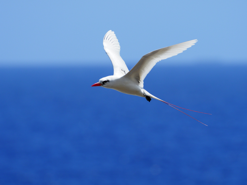 群青の海を背に、長い尾を踊らせるアカオネッタイチョウ。静音連写Lによる18コマ/秒のAF/AE追従連写を活用して、躍動する一瞬の姿を捉えた。<br><span class="fnt-85">M.ZUIKO DIGITAL ED 300mm F4.0 IS PRO / 300mm（600mm相当）/ 絞り優先AE（F4.5、1/2,500秒、±0EV） / ISO 250 / WB：晴天</span>