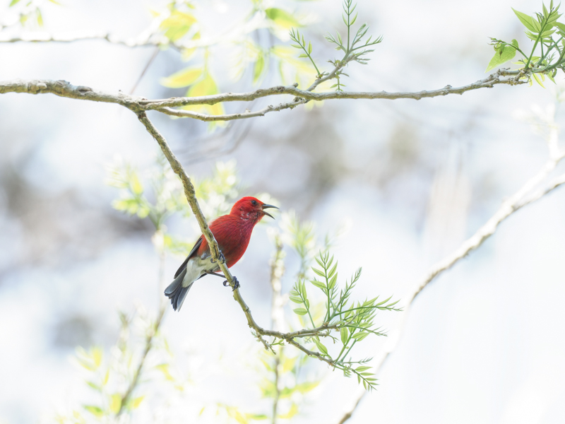 空気の薄い亜高山帯の森を歩き回って、さえずりの主であるアカハワイミツスイを探す。フィールドを駆けながらの撮影では、軽量・コンパクトな機材を選択することで、体力的負担が大いに軽減される。<br><span class="fnt-85">M.ZUIKO DIGITAL ED 300mm F4.0 IS PRO+1.4x Teleconverter MC-14 / 420mm（840mm相当） / 絞り優先AE（F5.6、1/125秒、+1.7EV） / ISO 250 / WB：晴天</span>
