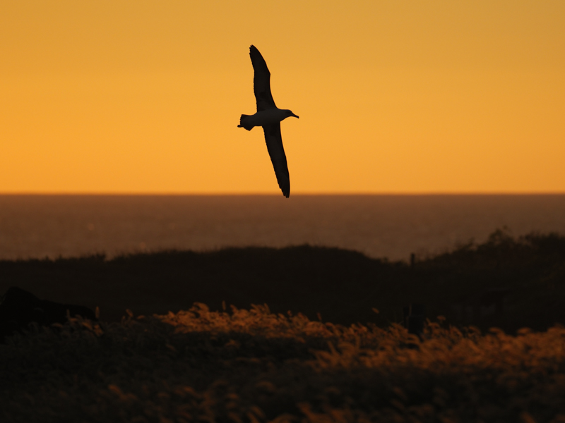 夕日が染めた空に浮かぶコアホウドリのシルエット。タイムラグが最短0.005秒に短縮された高精細EVFで被写体を捉え続けられる。明暗差の大きい難しい条件だったが、低輝度時のAF性能も申し分ない。<br><span class="fnt-85">M.ZUIKO DIGITAL ED 300mm F4.0 IS PRO / 300mm（600mm相当） / 絞り優先AE（F4、1/3,200秒、±0EV） / ISO 250 / WB：晴天</span>