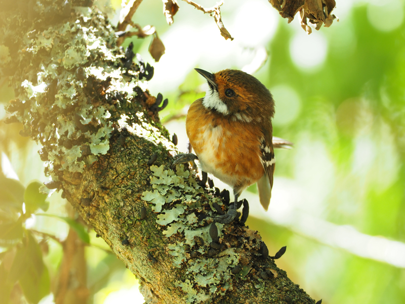 森の中で出会ったハワイヒタキ。足元はふかふかの土、1/25秒の低速シャッターという悪条件だが、強力な手ぶれ補正のおかげでこの通り。<br><span class="fnt-85">M.ZUIKO DIGITAL ED 300mm F4.0 IS PRO+1.4x Teleconverter MC-14 / 420mm（840mm相当） / 絞り優先AE（F5.6、1/25秒、+1.3EV） / ISO 250 / WB：晴天</span>