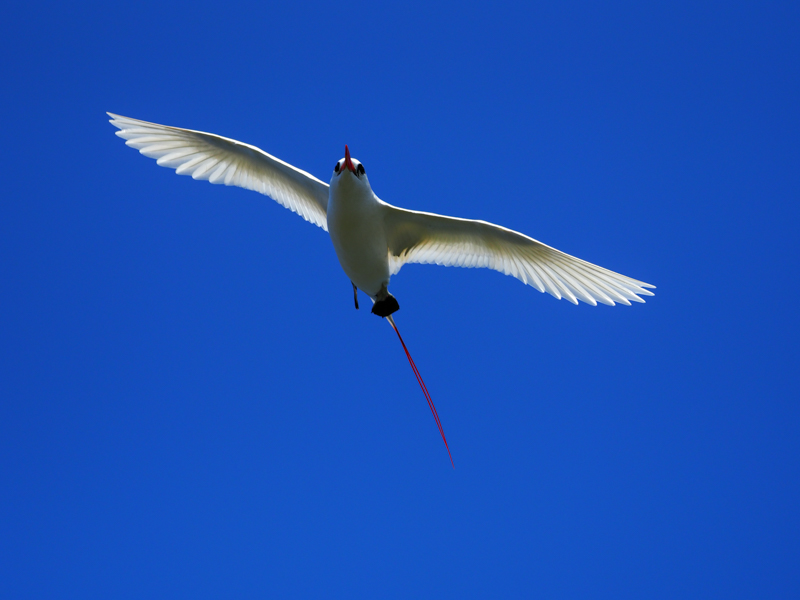 頭上を横切るアカオネッタイチョウも、取り回しのいい機材のおかげで楽々追うことができる。<br><span class="fnt-85">M.ZUIKO DIGITAL ED 300mm F4.0 IS PRO / 300mm（600mm相当） / 絞り優先AE（F4.0、1/4,000秒、±0EV） / ISO 250 / WB：晴天</span>
