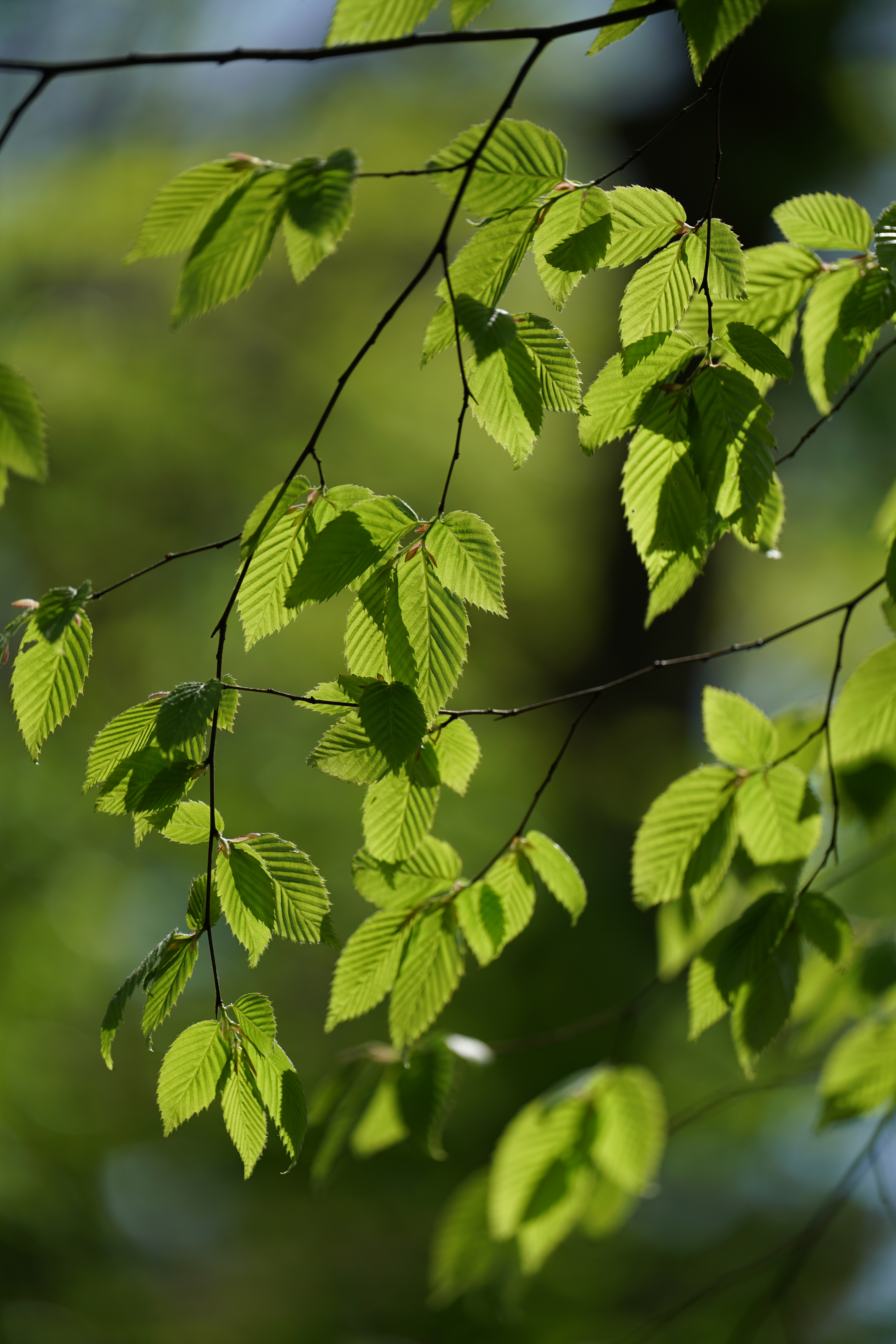 α7R II / ZEISS Batis 2.8/135 / 1/1,600秒 / F2.8 / -0.7EV / ISO125 / 絞り優先AE / 135mm