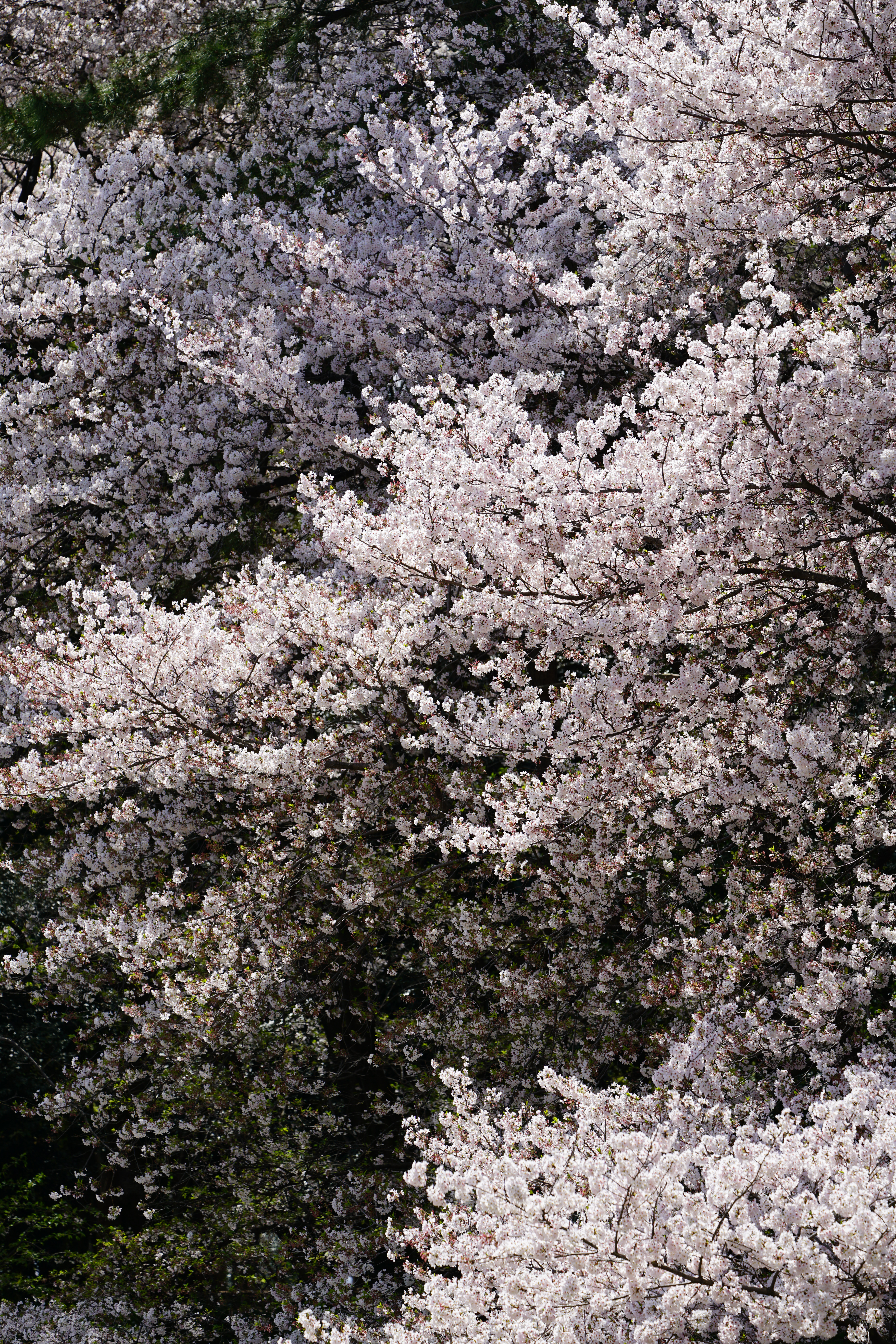 α7R II / ZEISS Batis 2.8/135 / 1/400秒 / F5.6 / 0EV / ISO100 / 絞り優先AE / 135mm