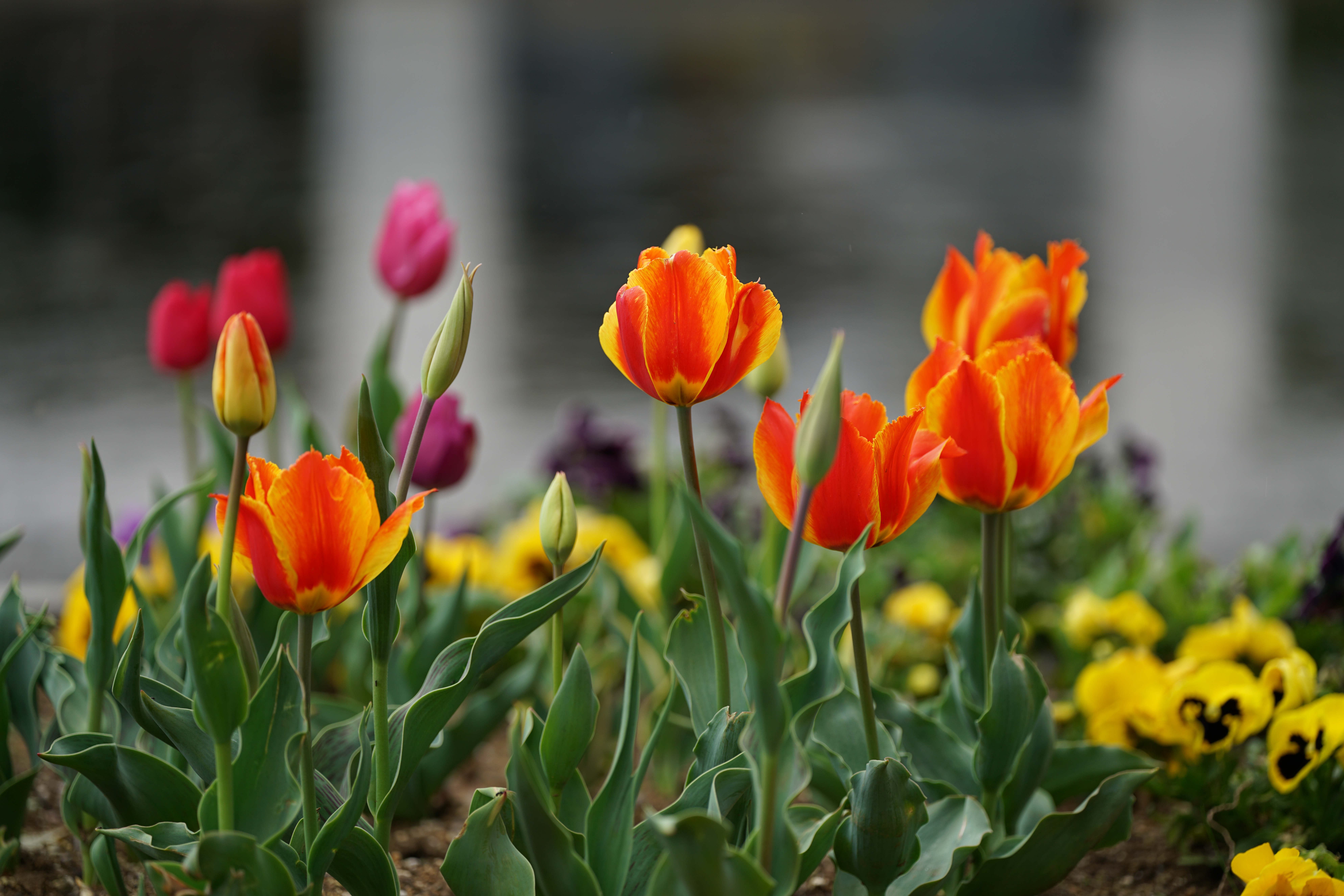 α7R II / ZEISS Batis 2.8/135 / 1/320秒 / F2.8 / -0.3EV / ISO100 / 絞り優先AE / 135mm