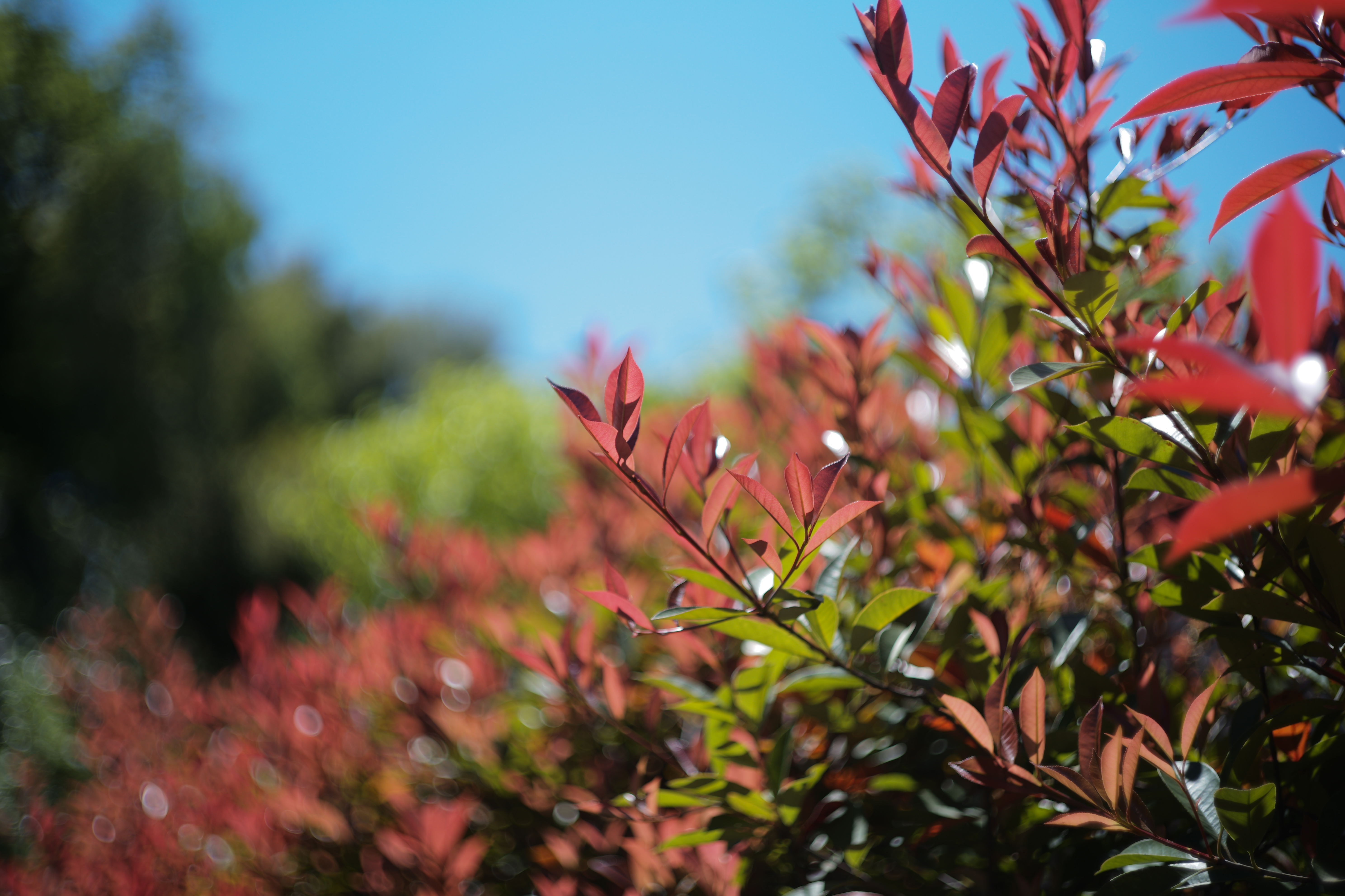 ほぼ最短撮影距離の1mで撮影。絞り開放でも合焦面の高い解像感はさすがズミクロンと感心する一方で後方のボケ味はかなり賑やかでややガチャガチャした印象となる。もちろん、この賑やかさがむしろ面白いわけだが。LEICA M10 / ISO100 / F2 / 1/2,000秒 / AWB / JPEG